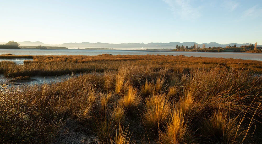 Native estuary grasses bathed in sunlight and looking out towards the mountains from The Apple Pickers' Cottages