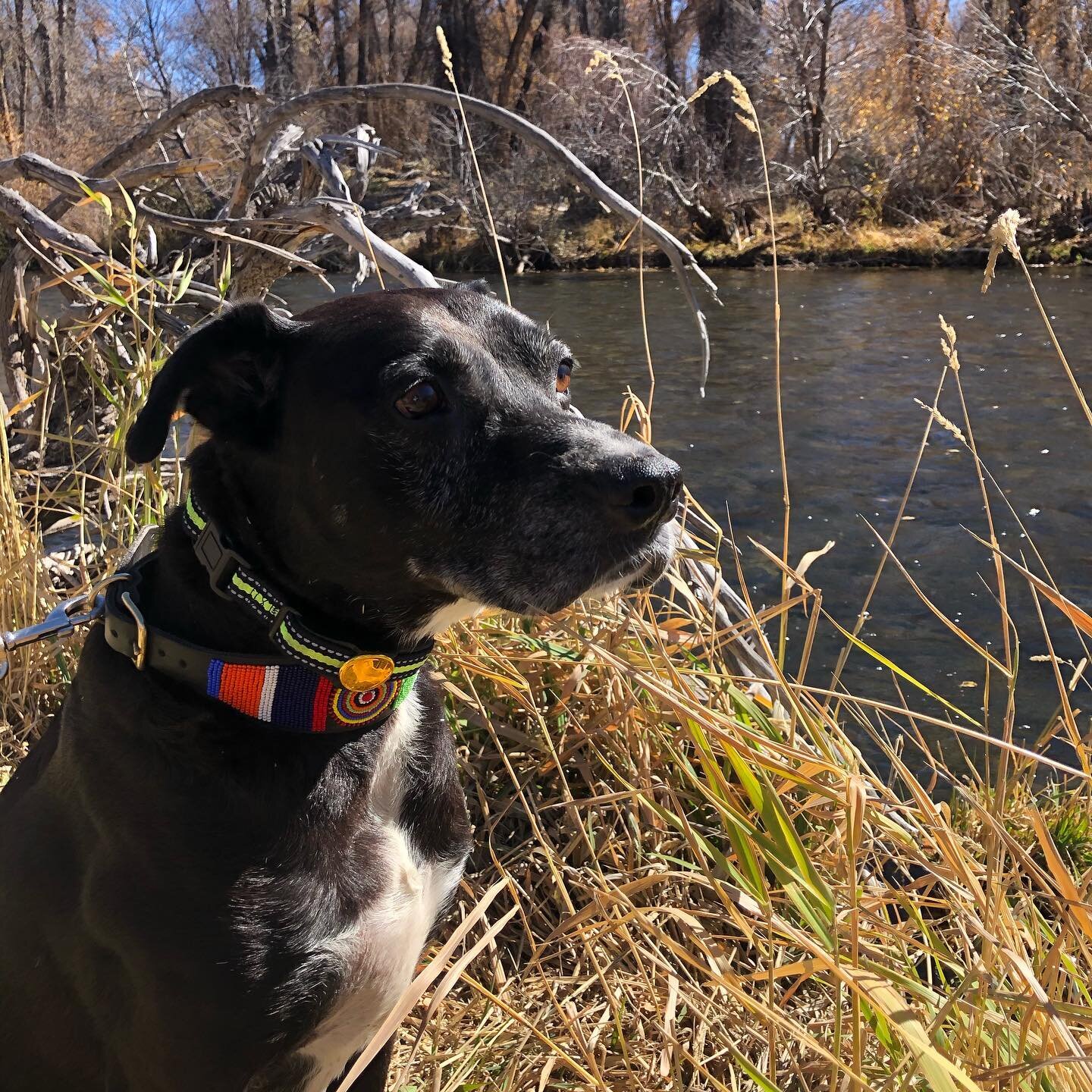 My 12 yr old lab mix had a blast enjoying every minute of Colorado last week