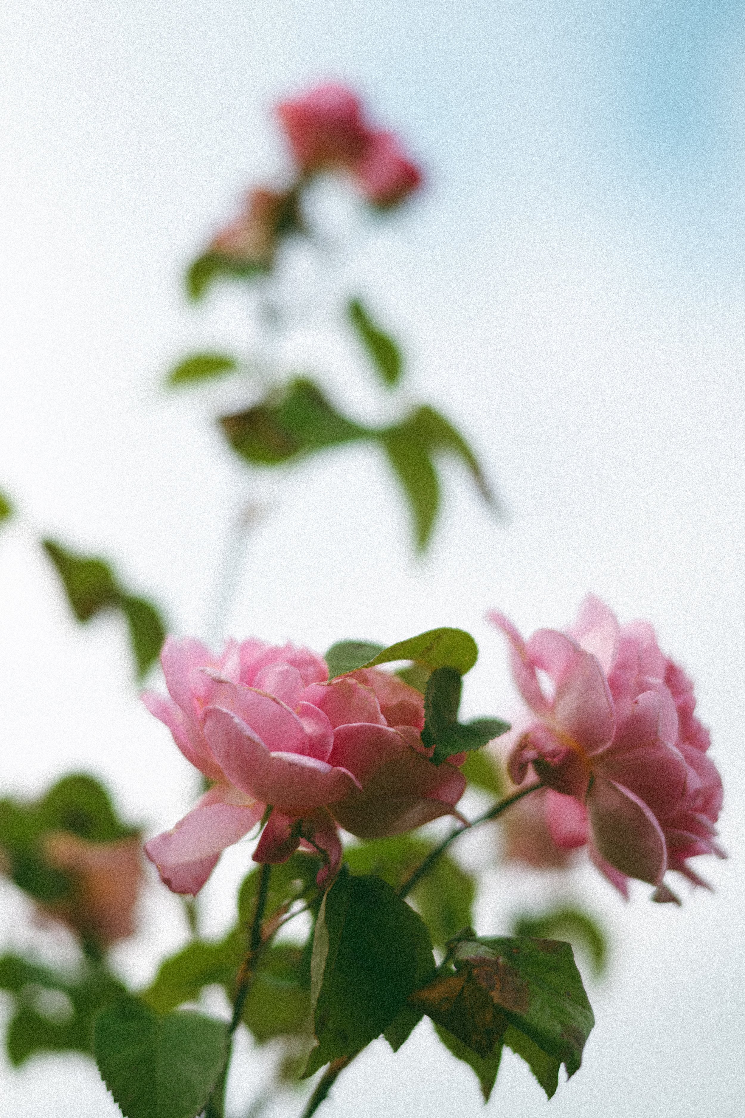 DSC_0717.jpg