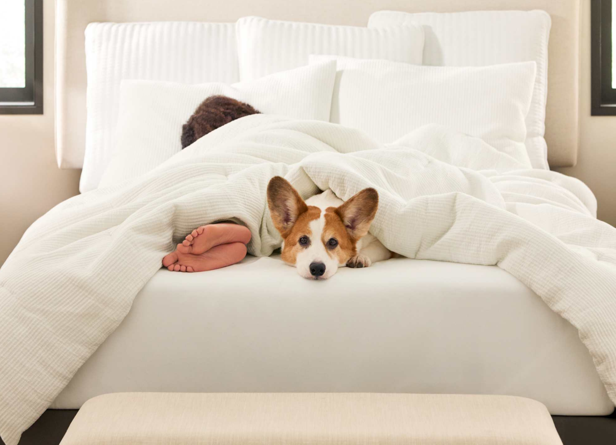 A person lying on a bed with a dog resting its head on the bed, covered by a white blanket, in a bright room with windows.