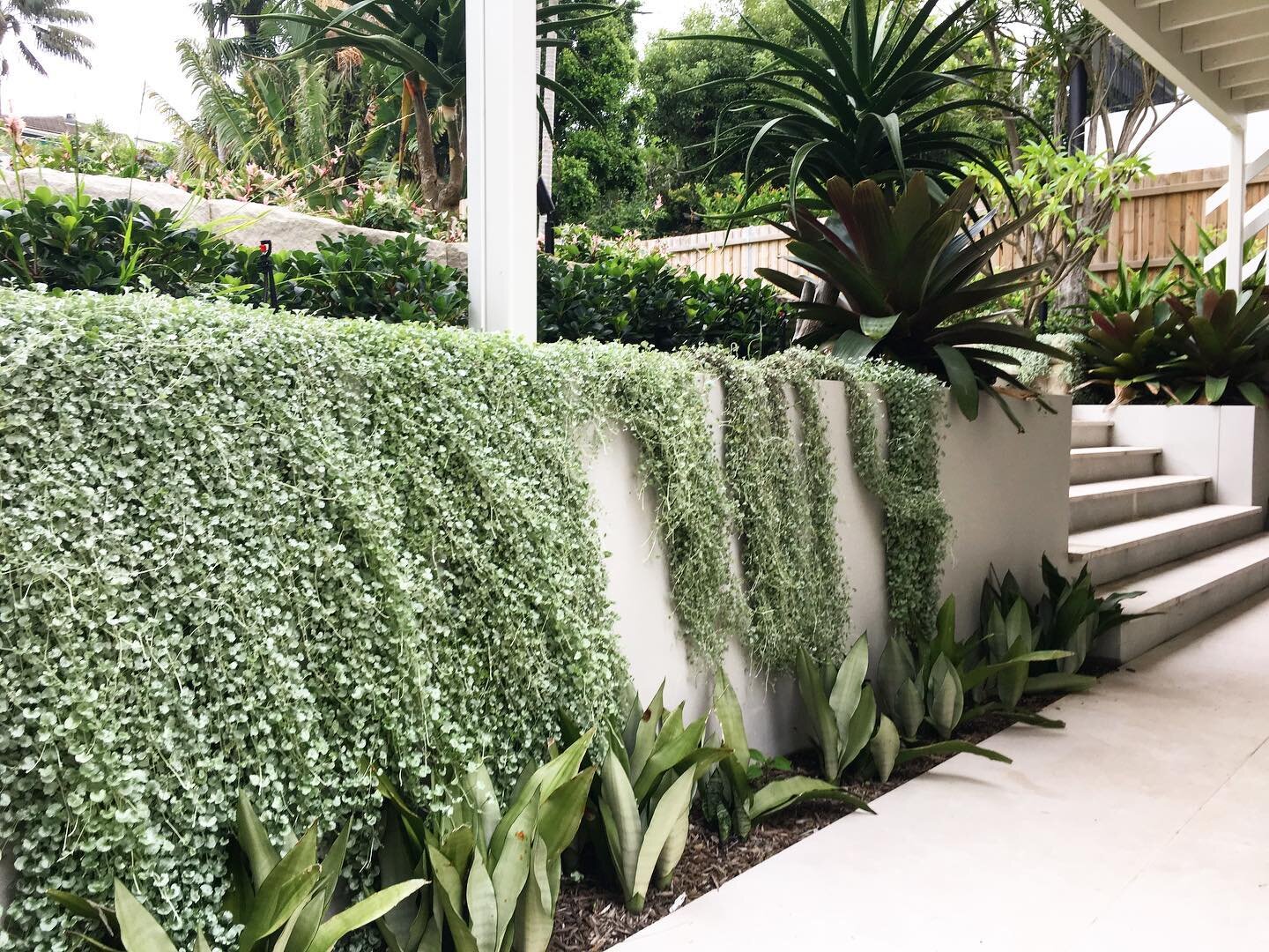A combination of soft and spikey planting designed to dissolve into  this retaining wall at this Eastern suburbs property 
Designer: @hugh.burnett 
Proud member: @the_landscape_association
