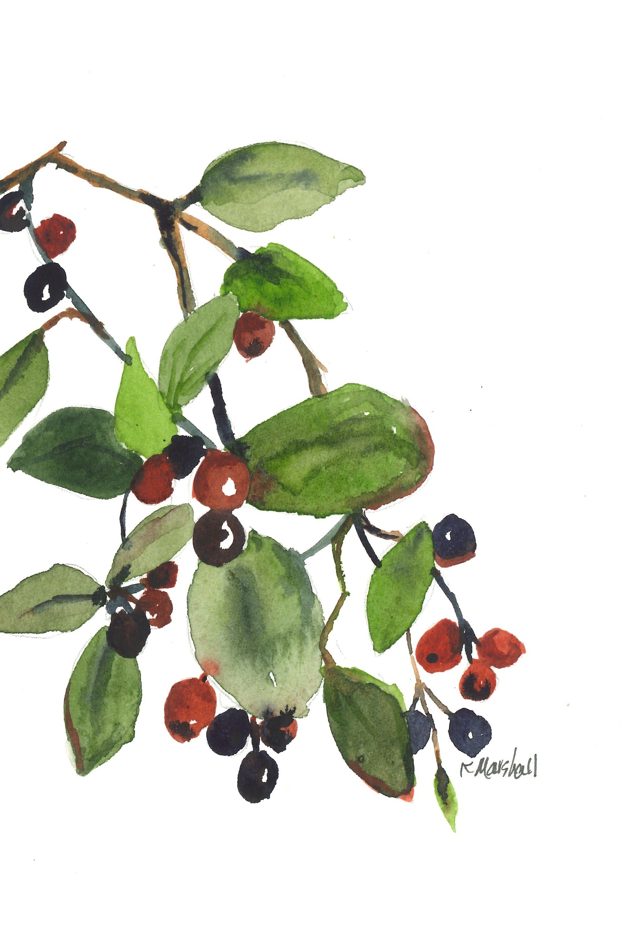 scaned dark berries.jpg