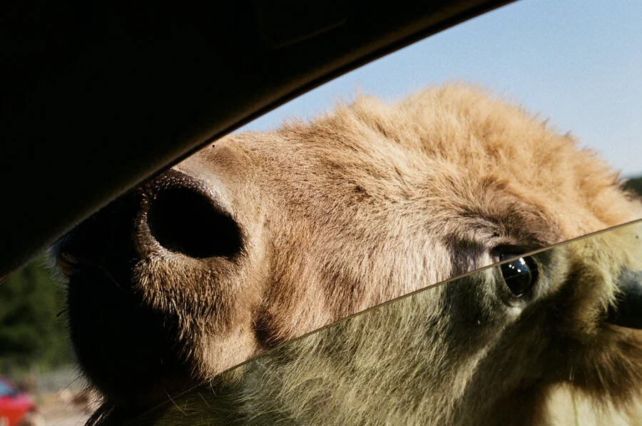 [35mm Ohio] A Safari on the Shores of Lake Erie