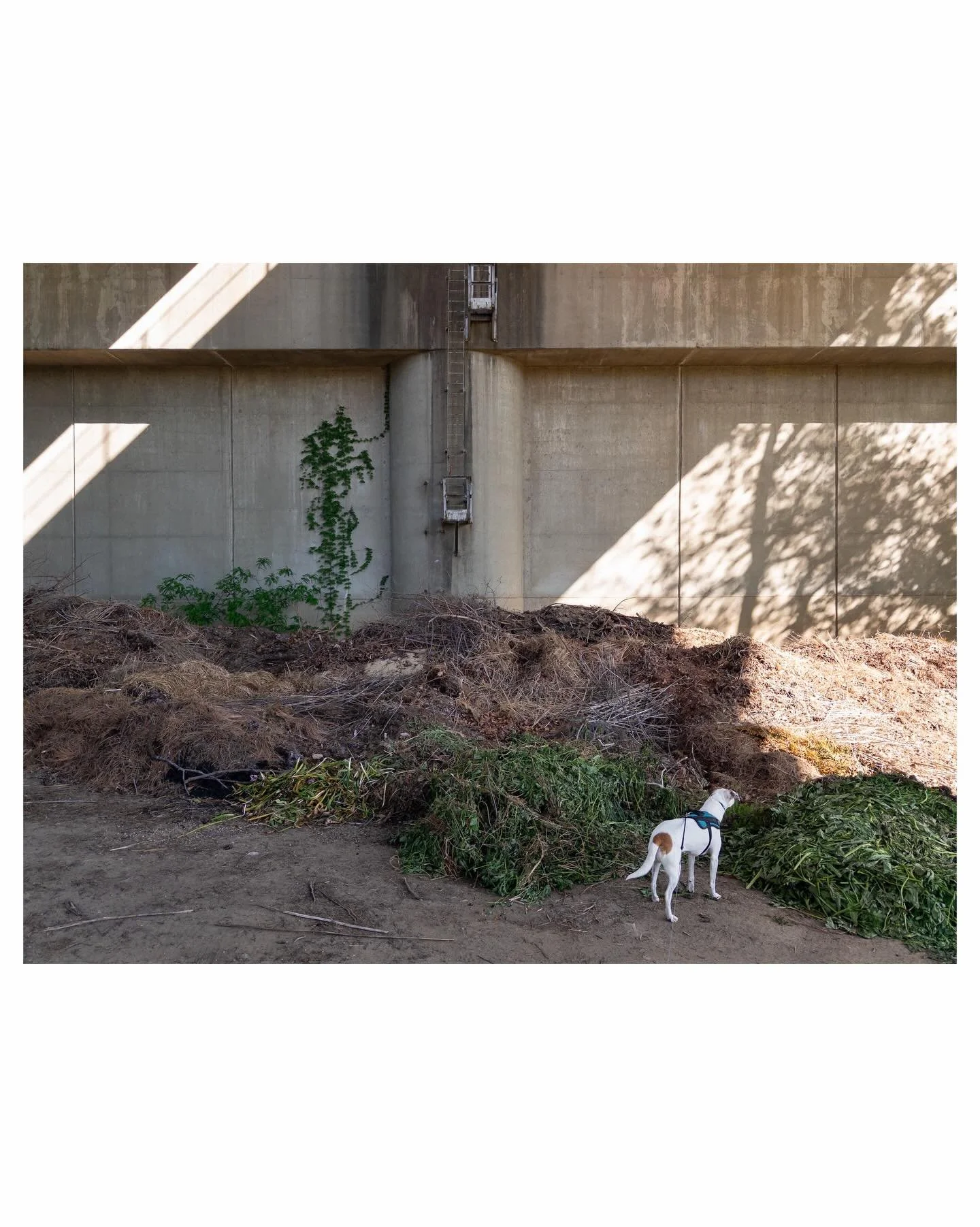 Egypt has mixed opinions about Phil Collins.