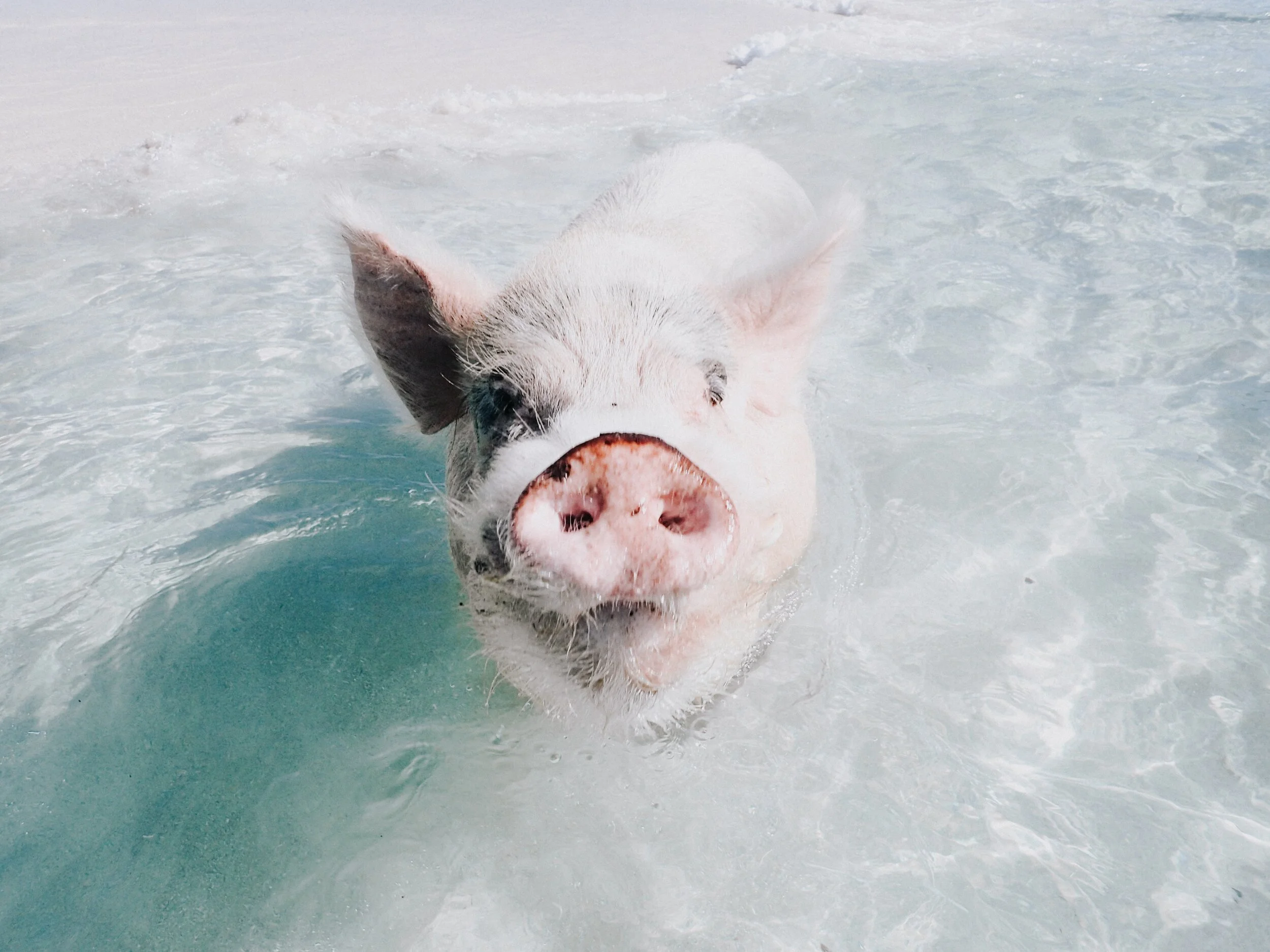 swimming pigs private catamaran charter