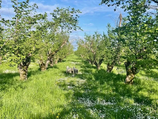 Focus on Soil Health