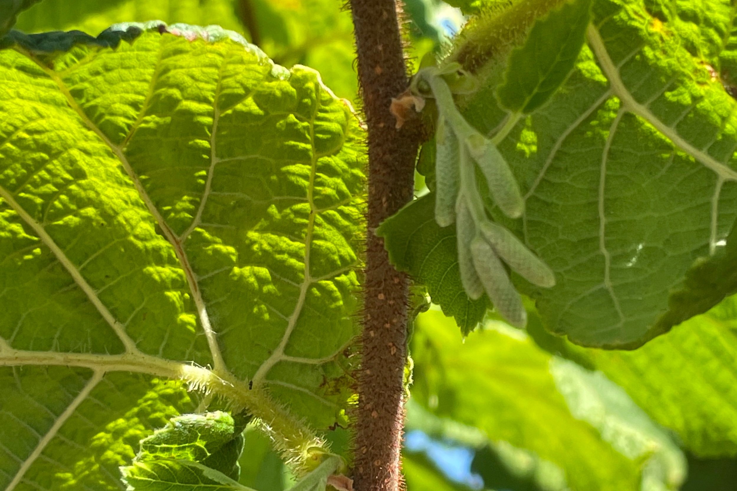 Webinar - Exploring Sustainability, Regenerative Agriculture, and Organics with Experts from California’s Pistachio Industry