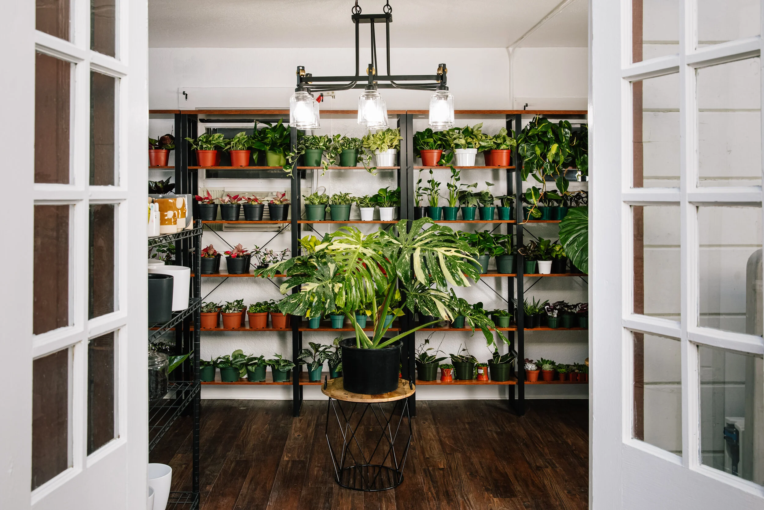 BAF_2021Q1_BAF_Q1_AquarianPlants_alisonchristiana_0014-Edit.jpg