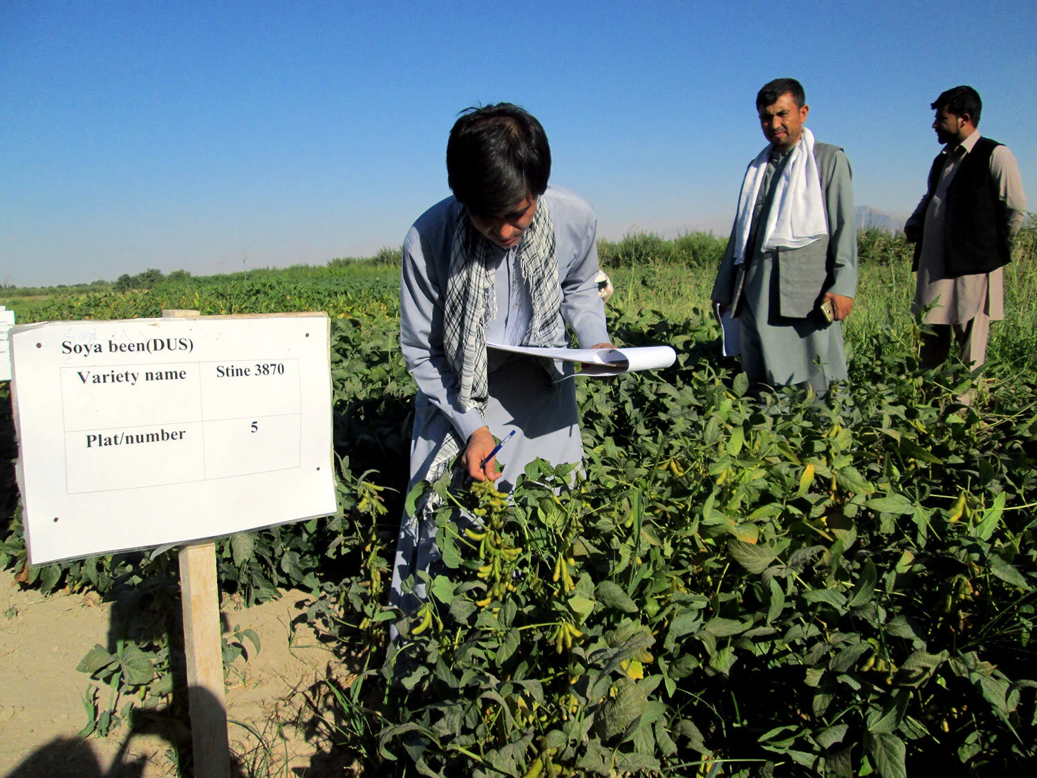soybean-seed-reseach