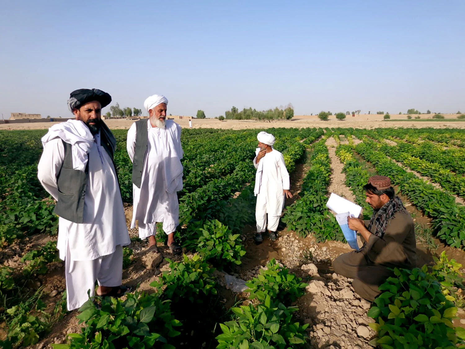 afghan-soybean-farmers
