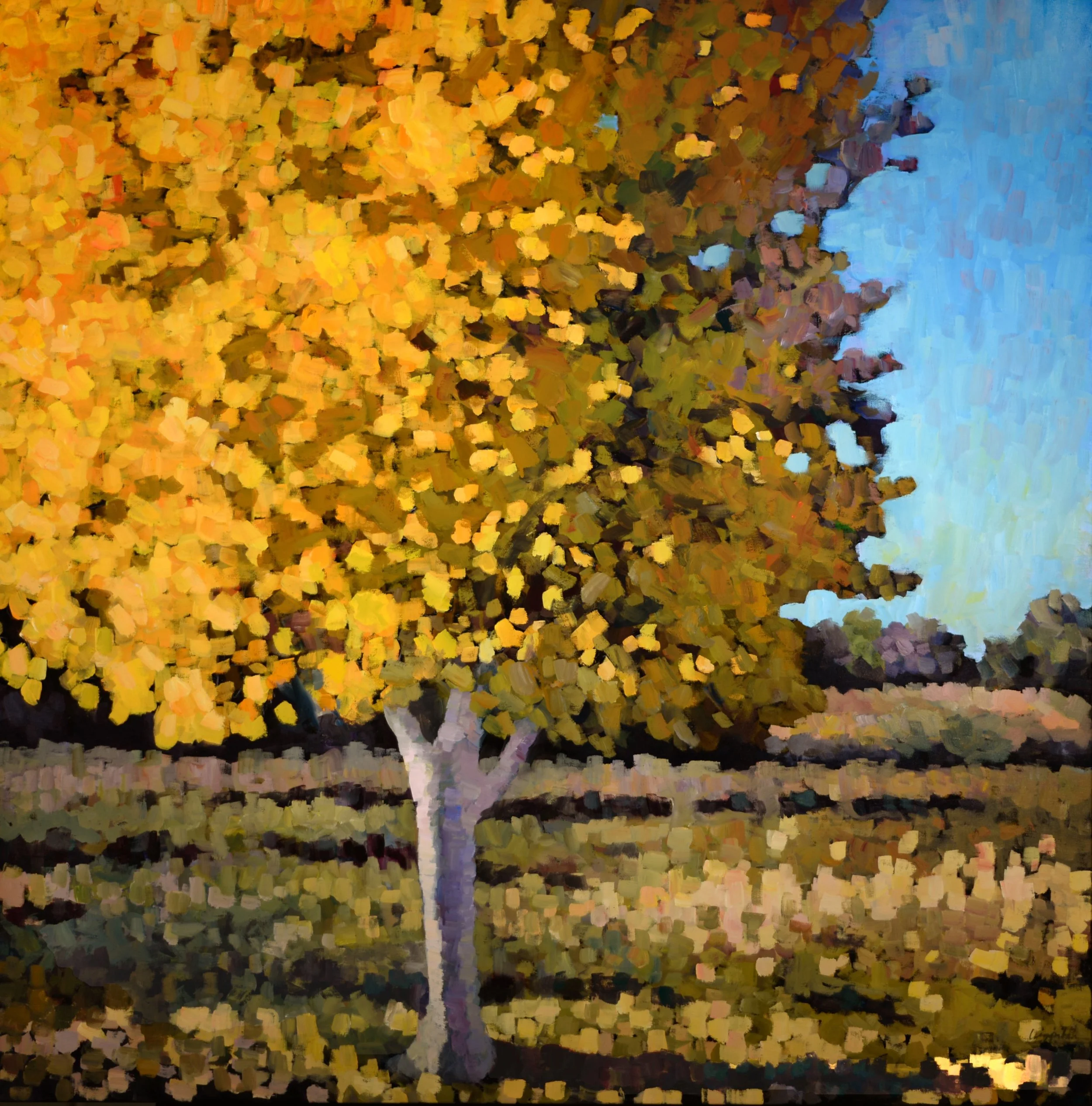 Matthew Higginbotham / Cottonwood, Early Morning Light (2026 Solo Show)