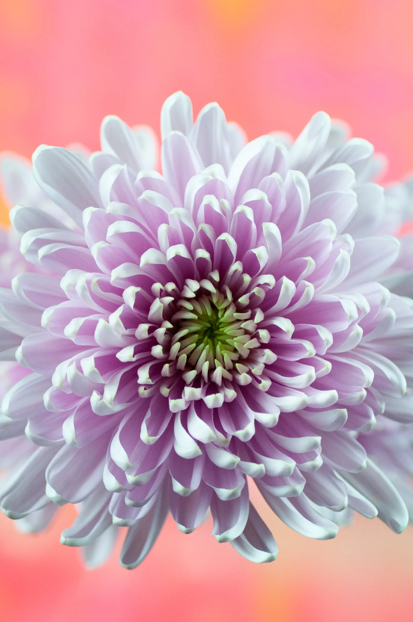 Flowers-13.jpeg
