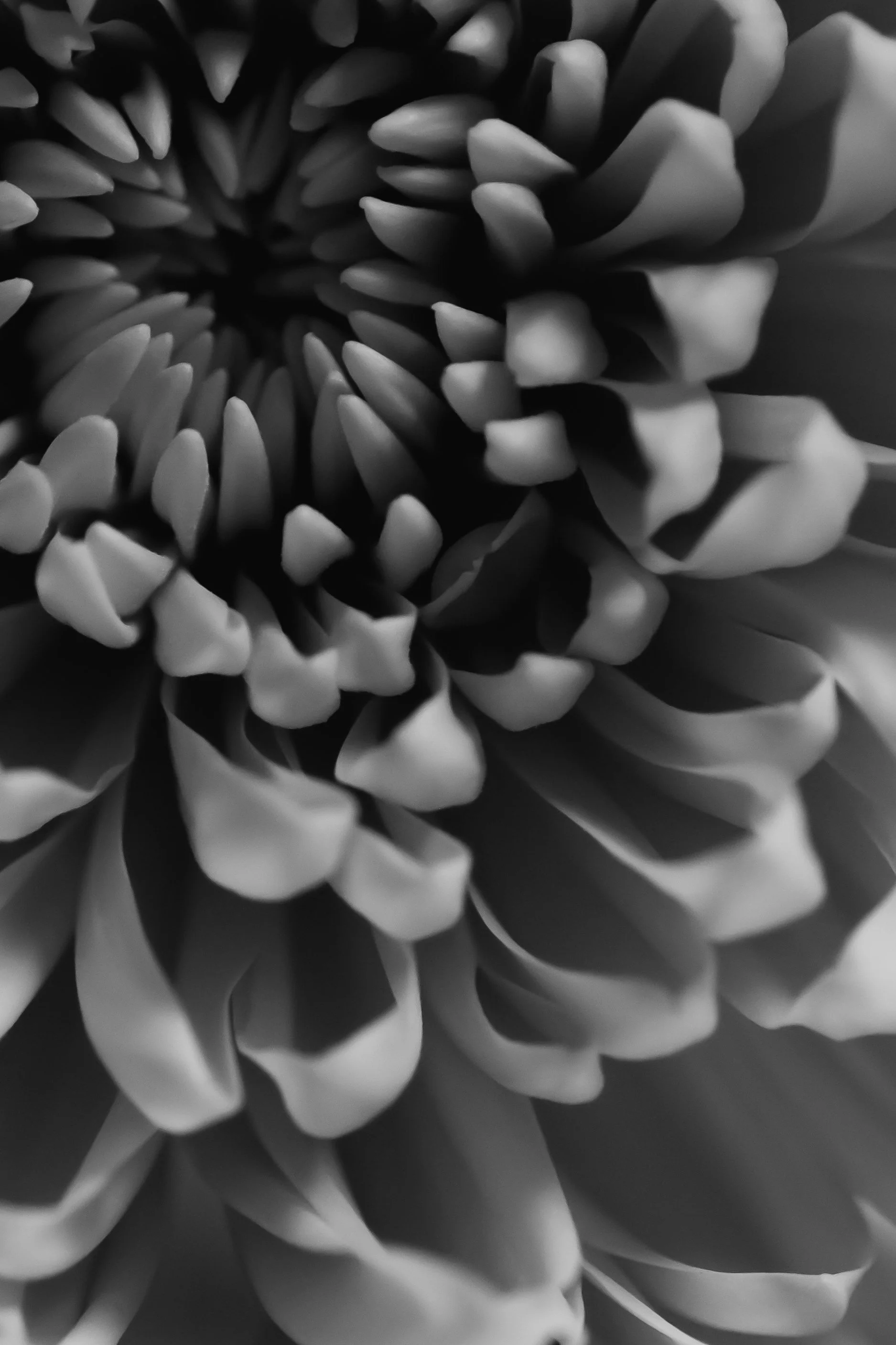 JSP_BloomStudy_02_Master.jpg