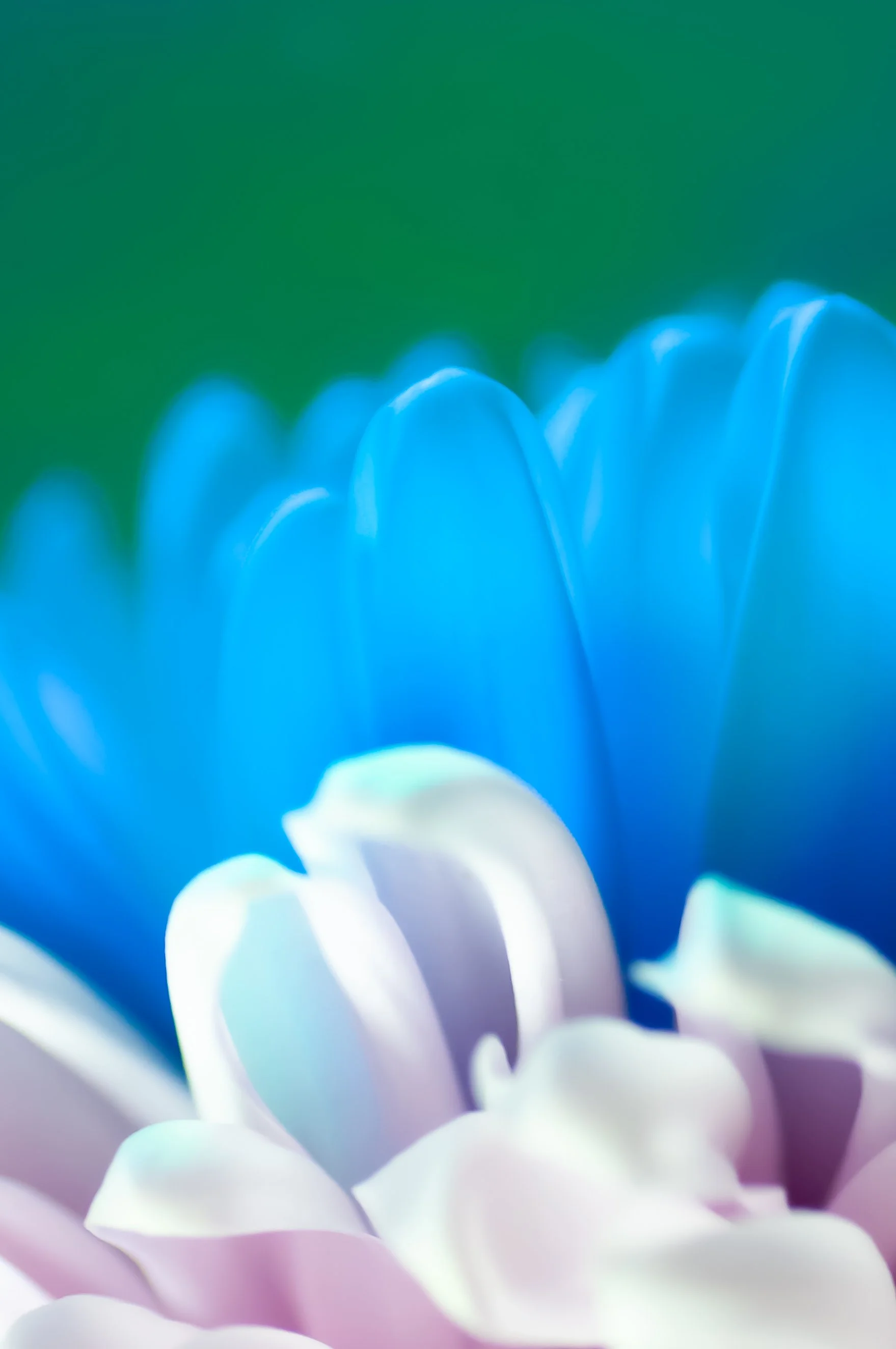 JSP_BloomStudy_03_Master.jpg
