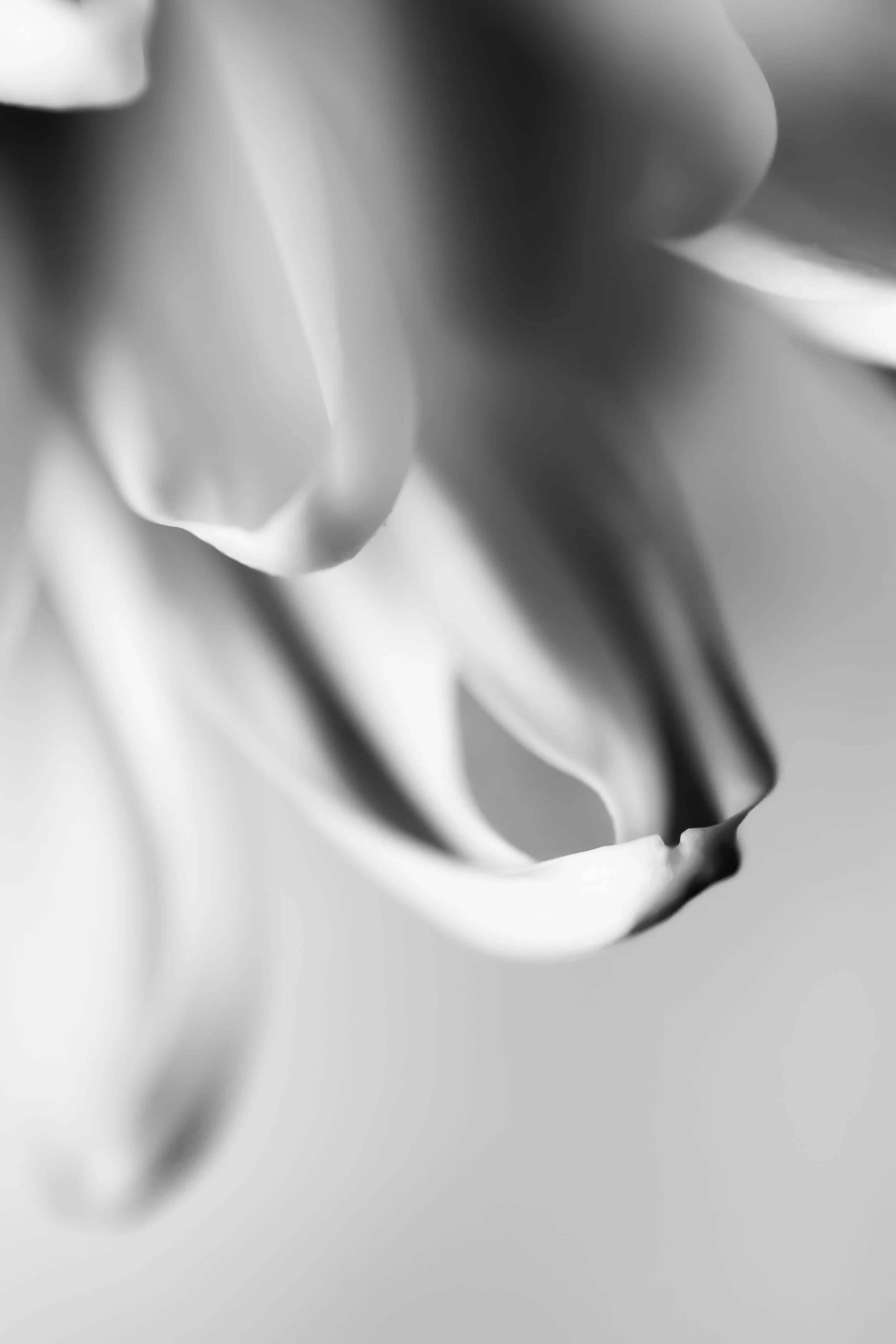 JSP_PetalStudy_01_Master.jpg