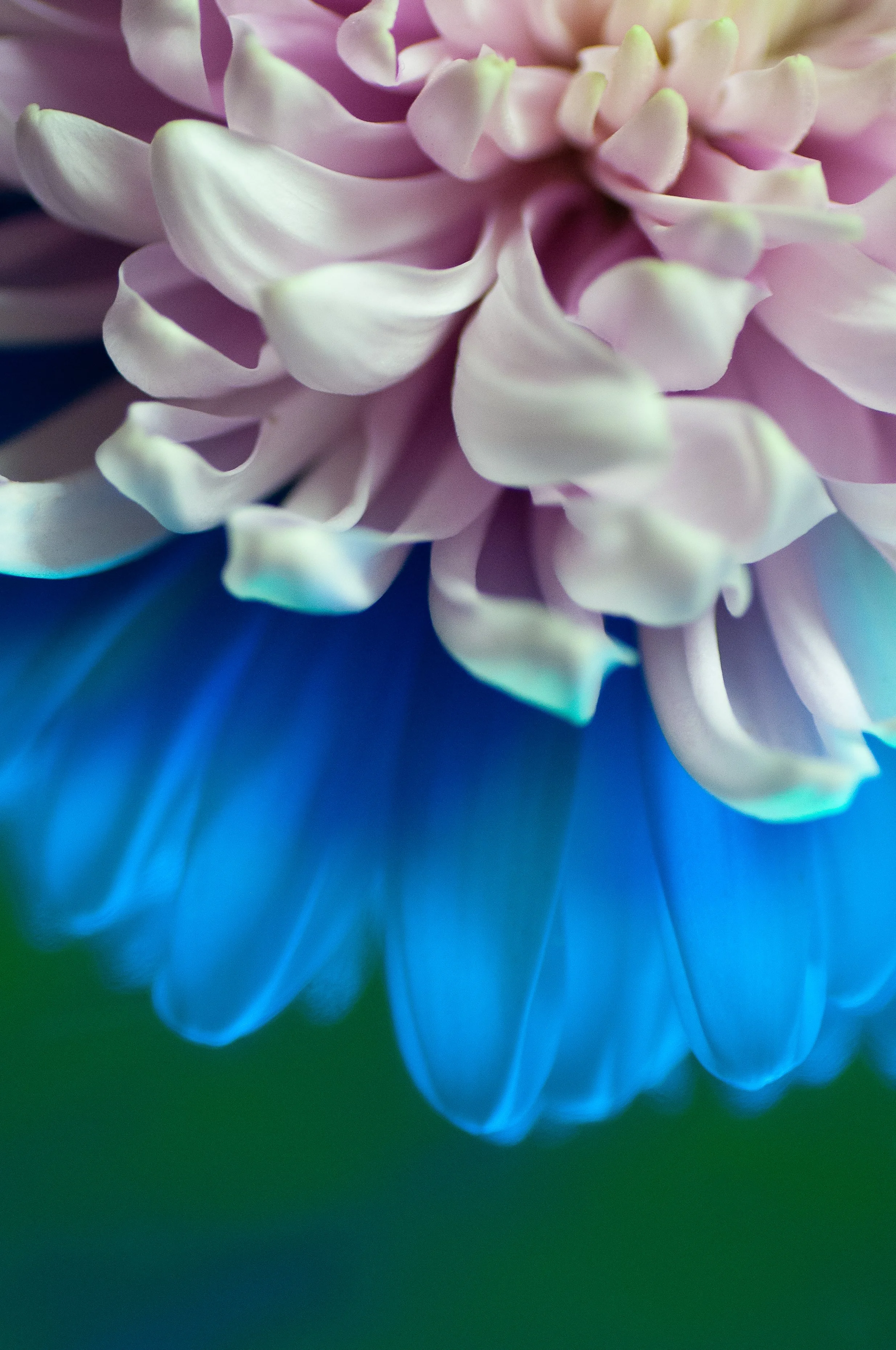 JSP_BloomStudy_04_Master.jpg