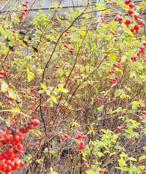 Padilla Bay Foundation Early Winter 2025 Newsletter 