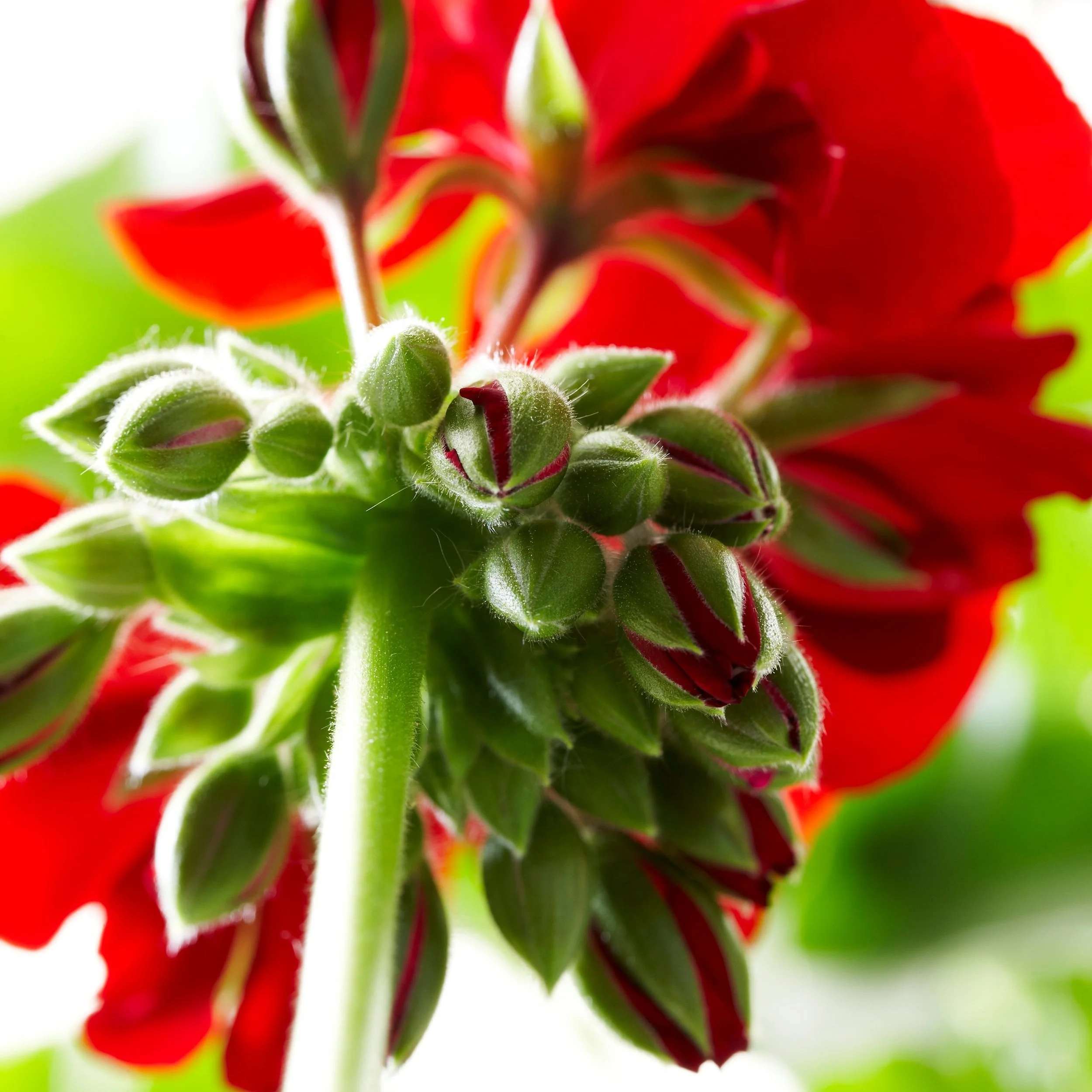 Majestic Young Plants — Australian Horticultural Trials Week