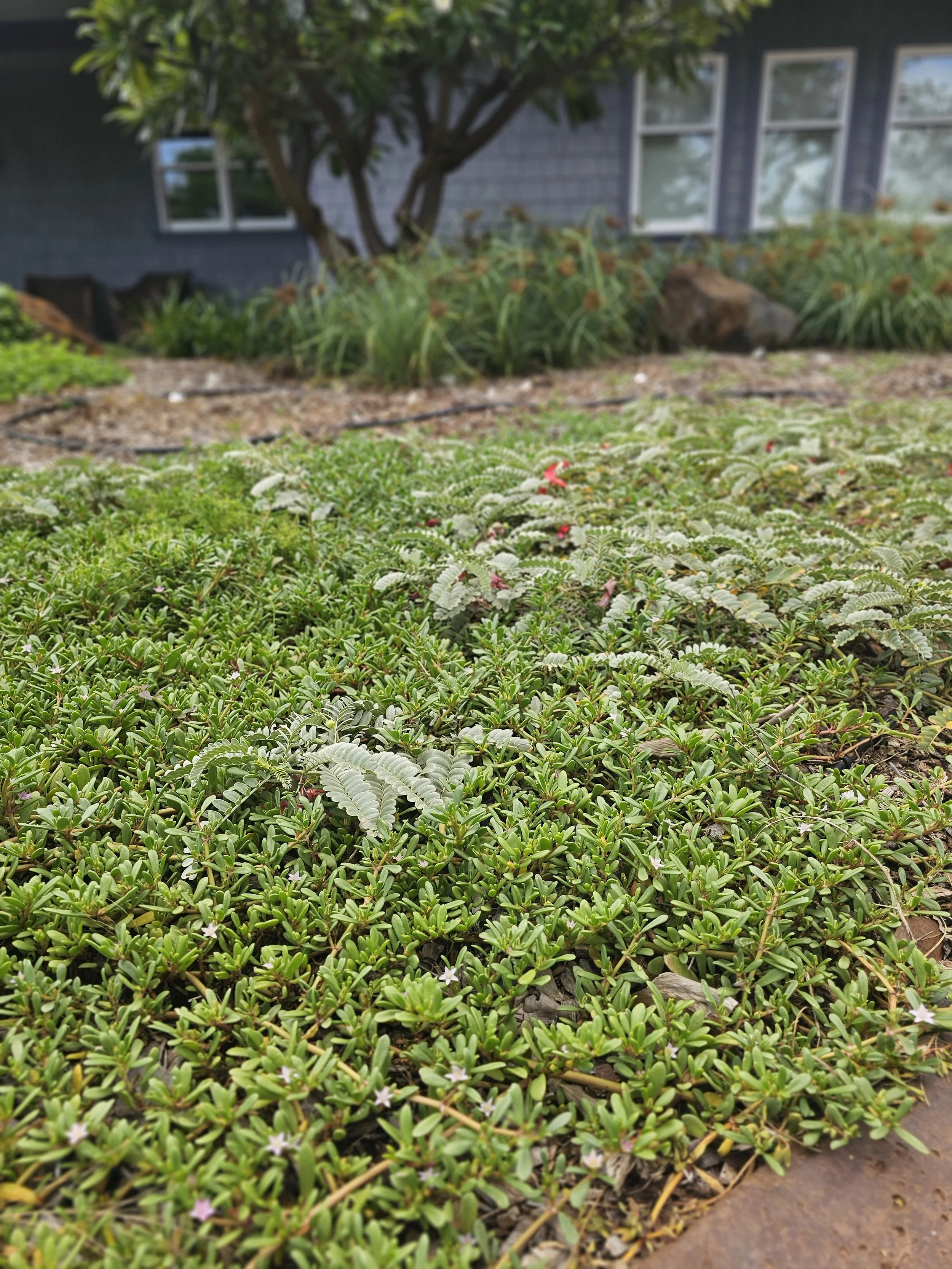 Xeriscape in Maui, Hawaii. Coastal plants in Hawaii. Native plant landscaping in Maui, Hawaii.
