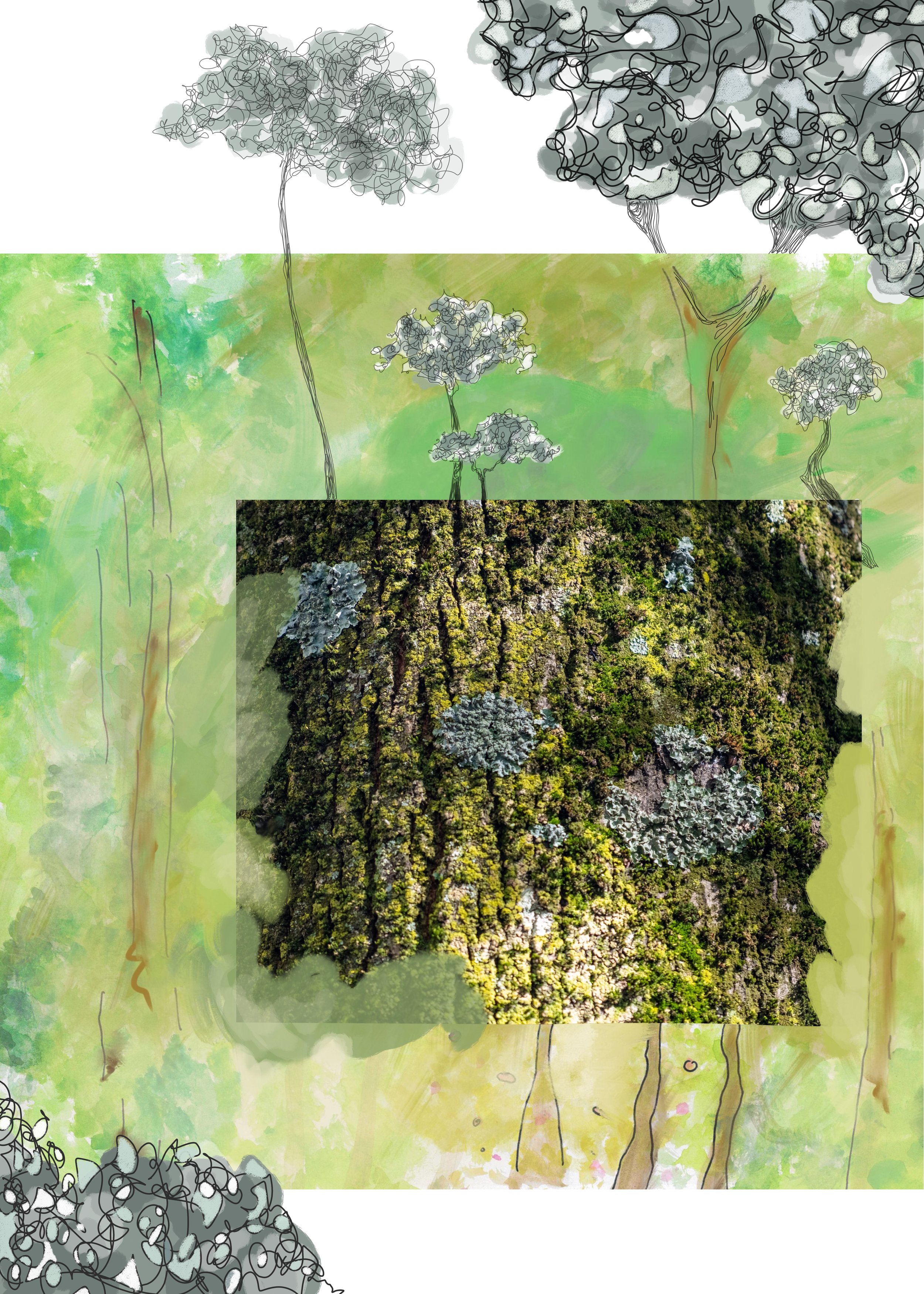 foret3.jpeg