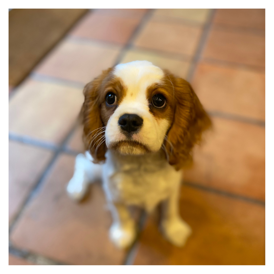 Tilly, Cavalier King Charles.