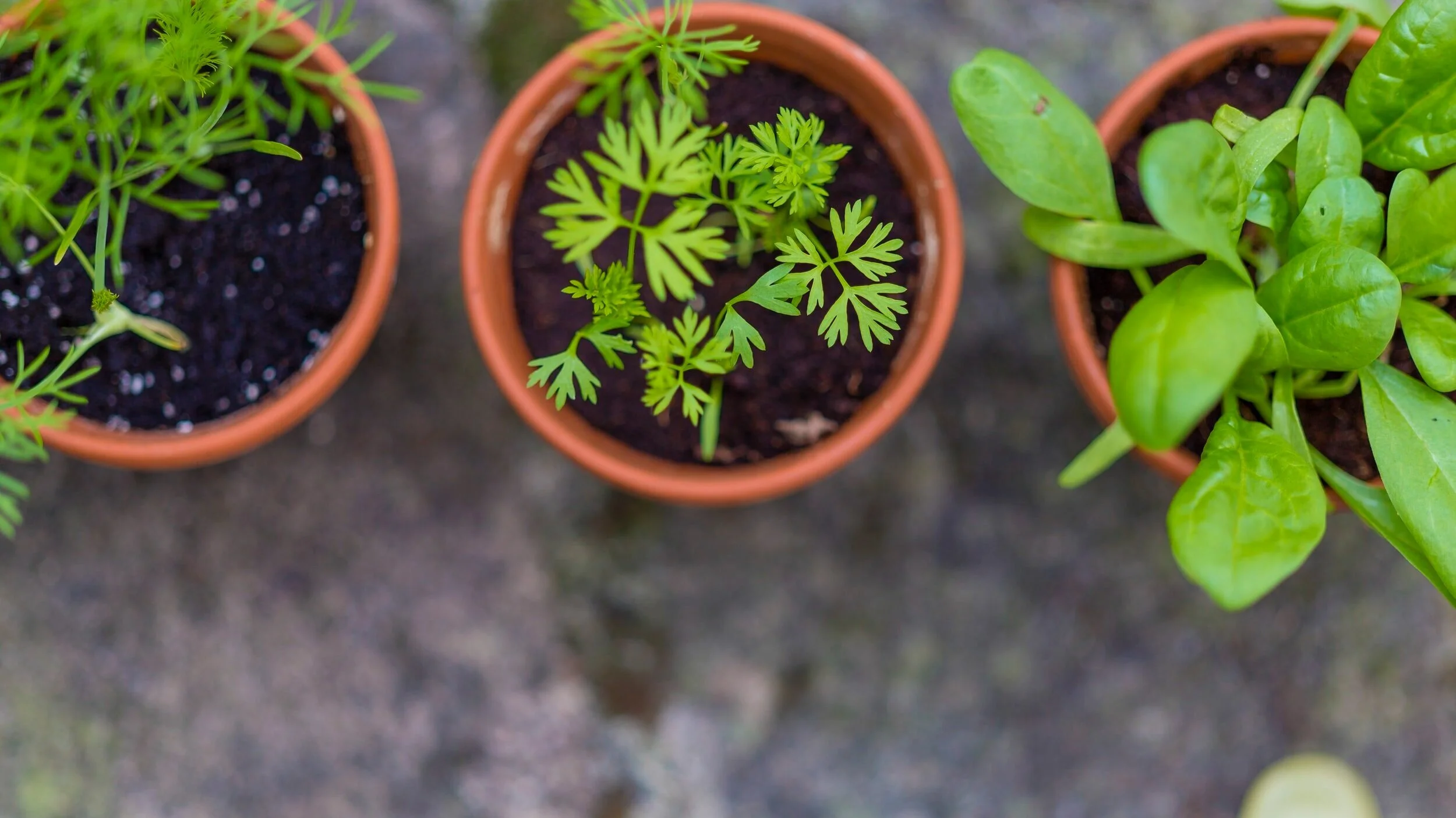 Herbs