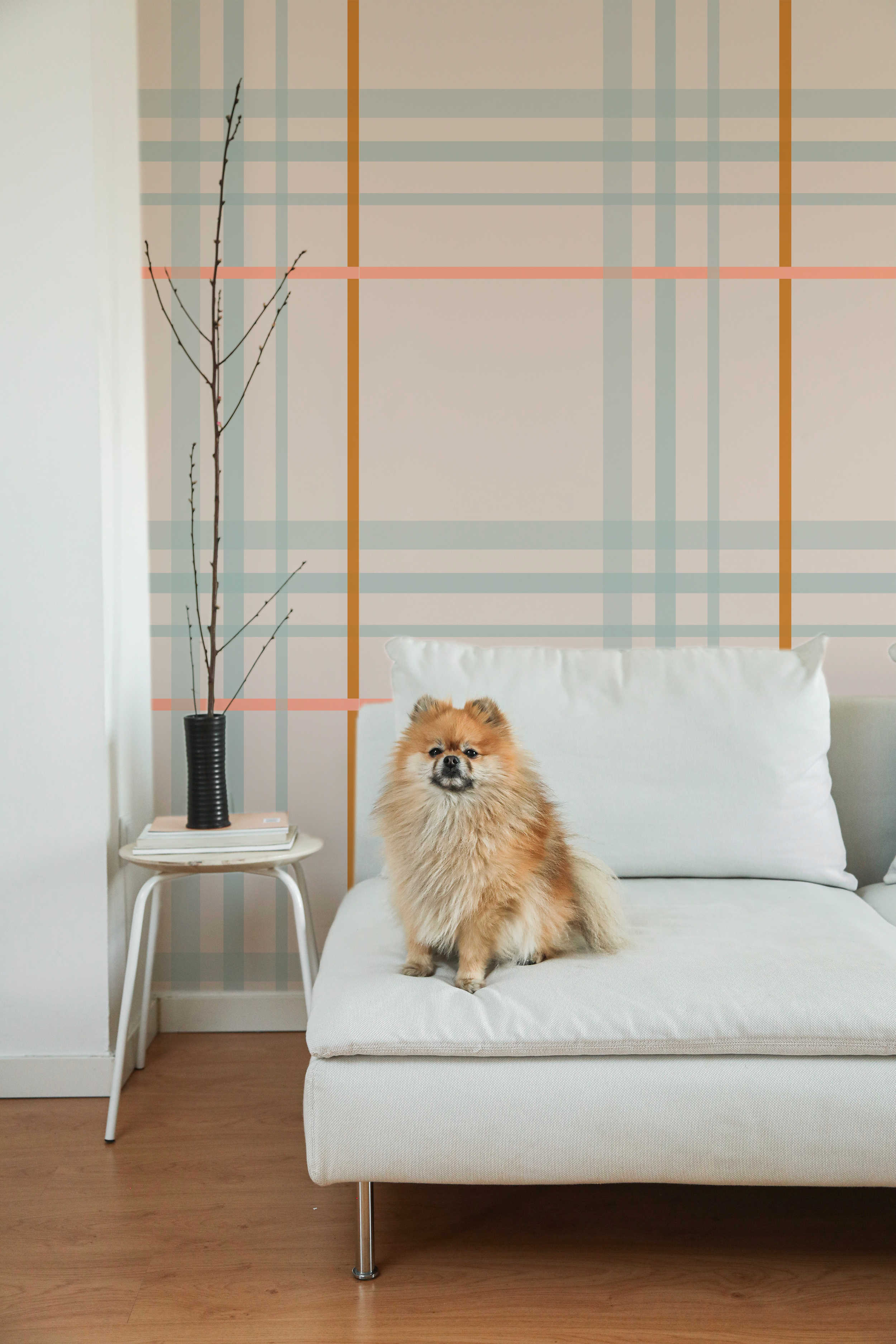 pauletteinterieurs_pp-milady-gc-chien.png