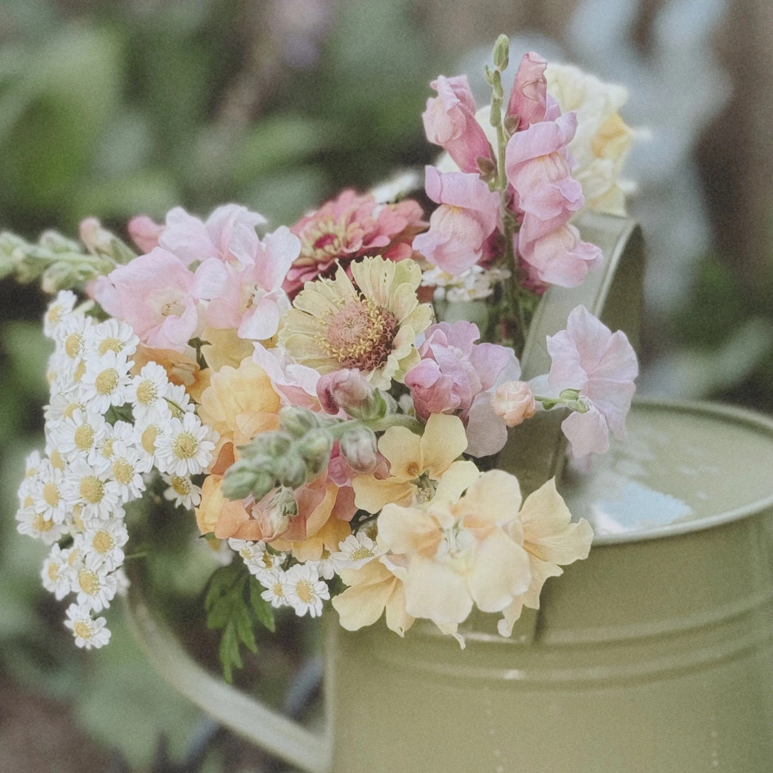 10 Beginner-Friendly Flowers to Grow in Your Garden