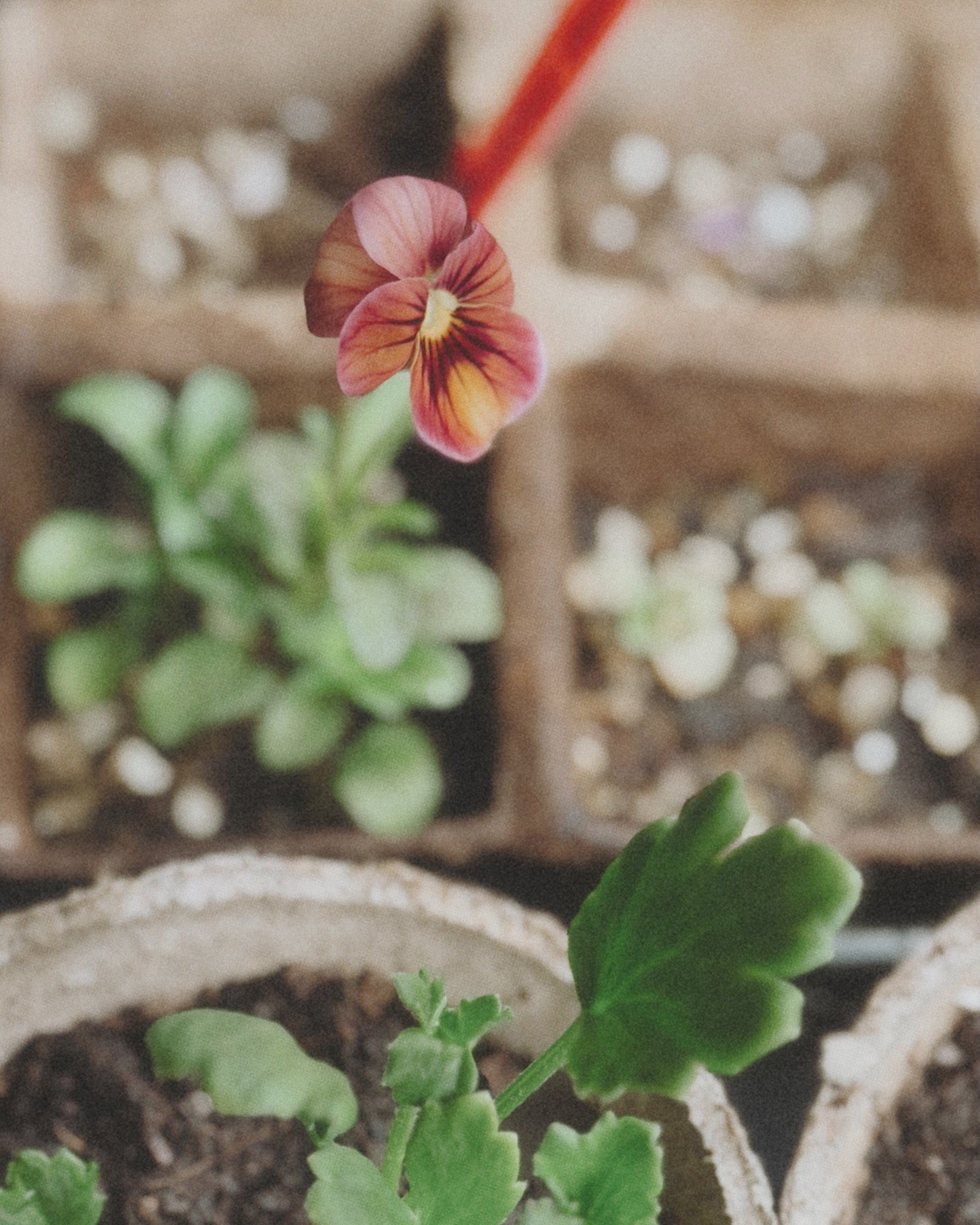 My Seed Starting Must Haves