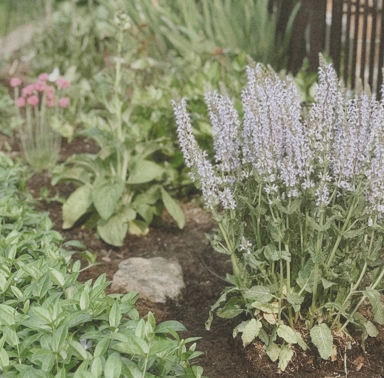 8 Flowers We’re Growing in Our English Cottage Garden