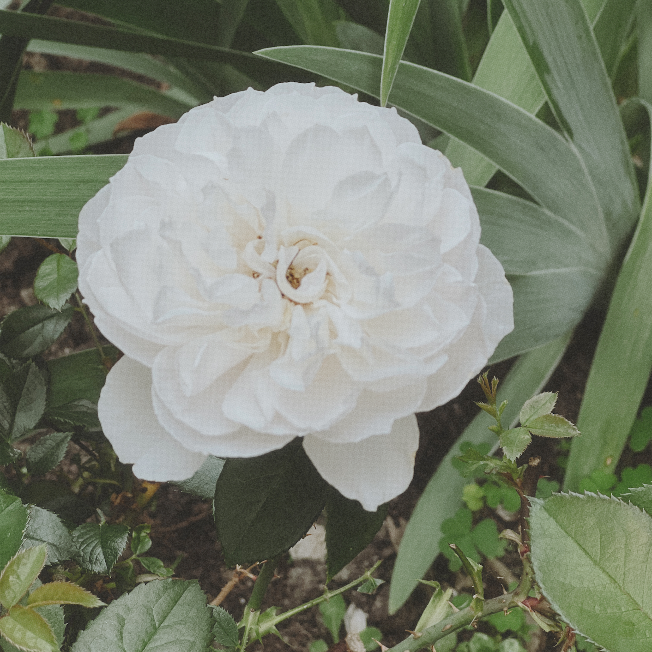 My Experience (So Far!) Growing David Austin Roses for the First Time