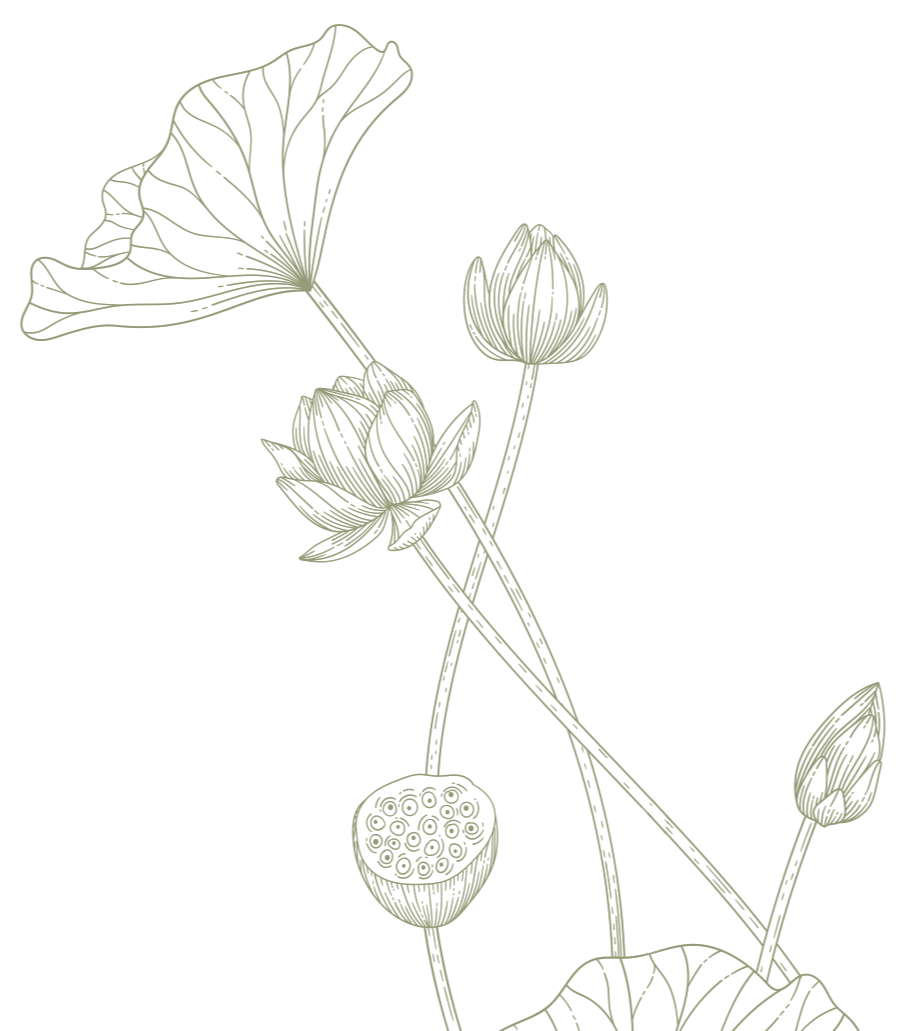 Illustration of Lotus flower