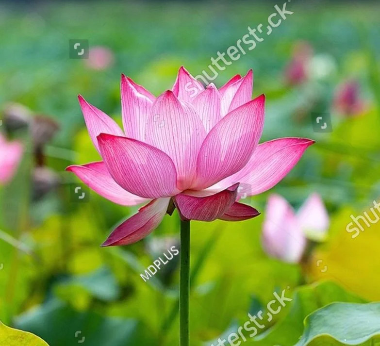Image of pink lotus flower