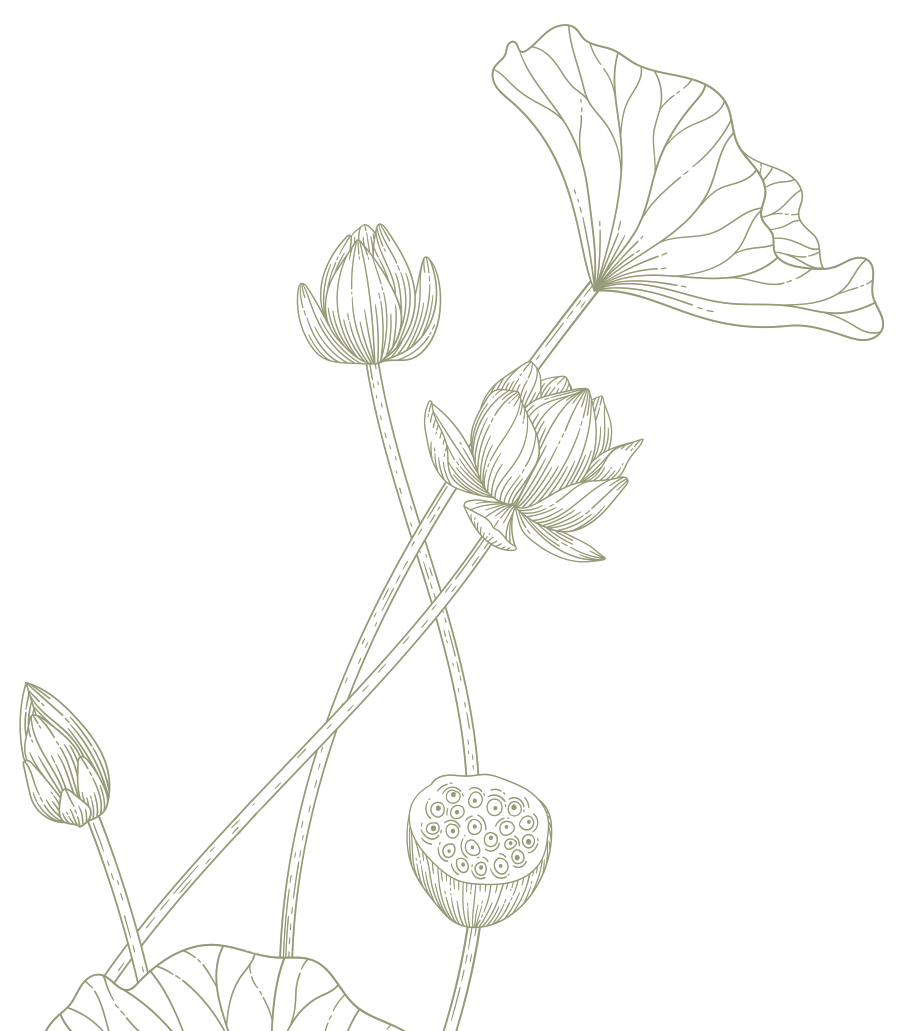 Illustration of Lotus flower