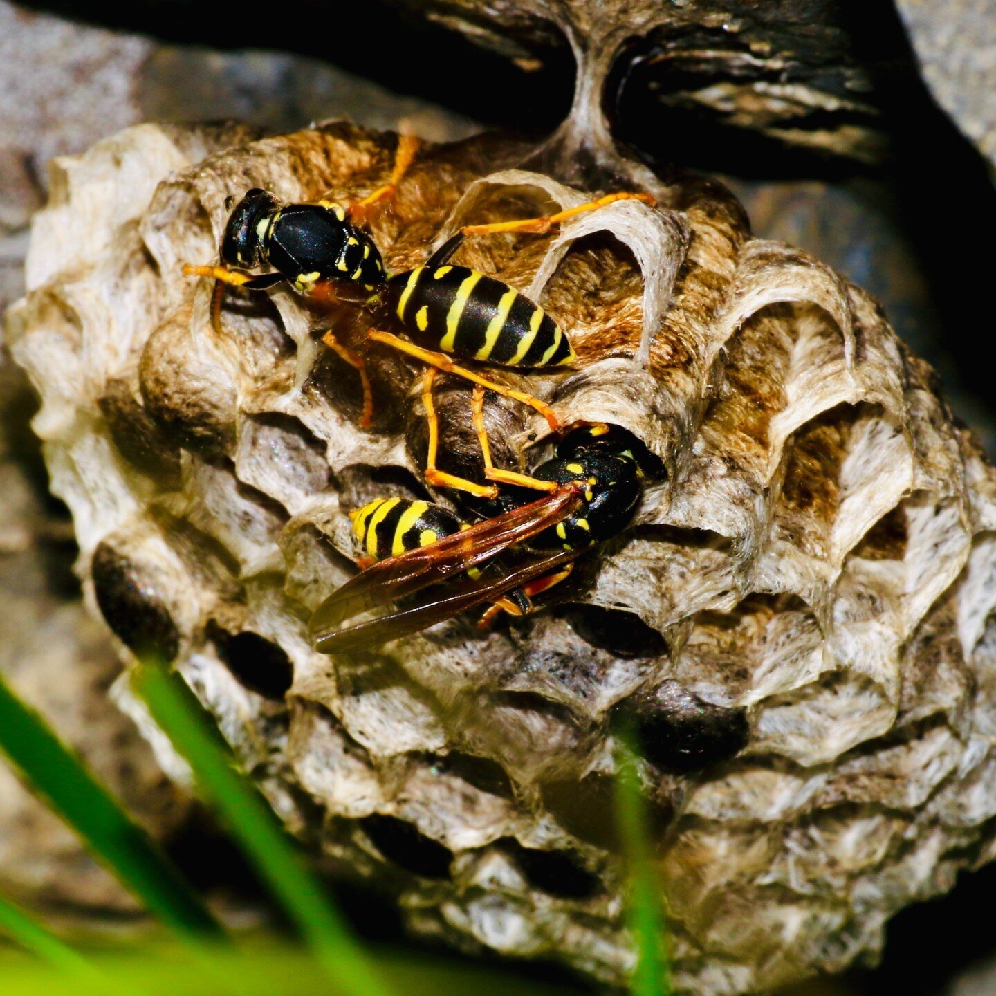 It's yellow jacket season! Did you know yellow jackets sting multiple times? Unlike other bees, these wasps don't have a barb on their stinger so that not only will they live long after they've stung you, they can sting you several times!