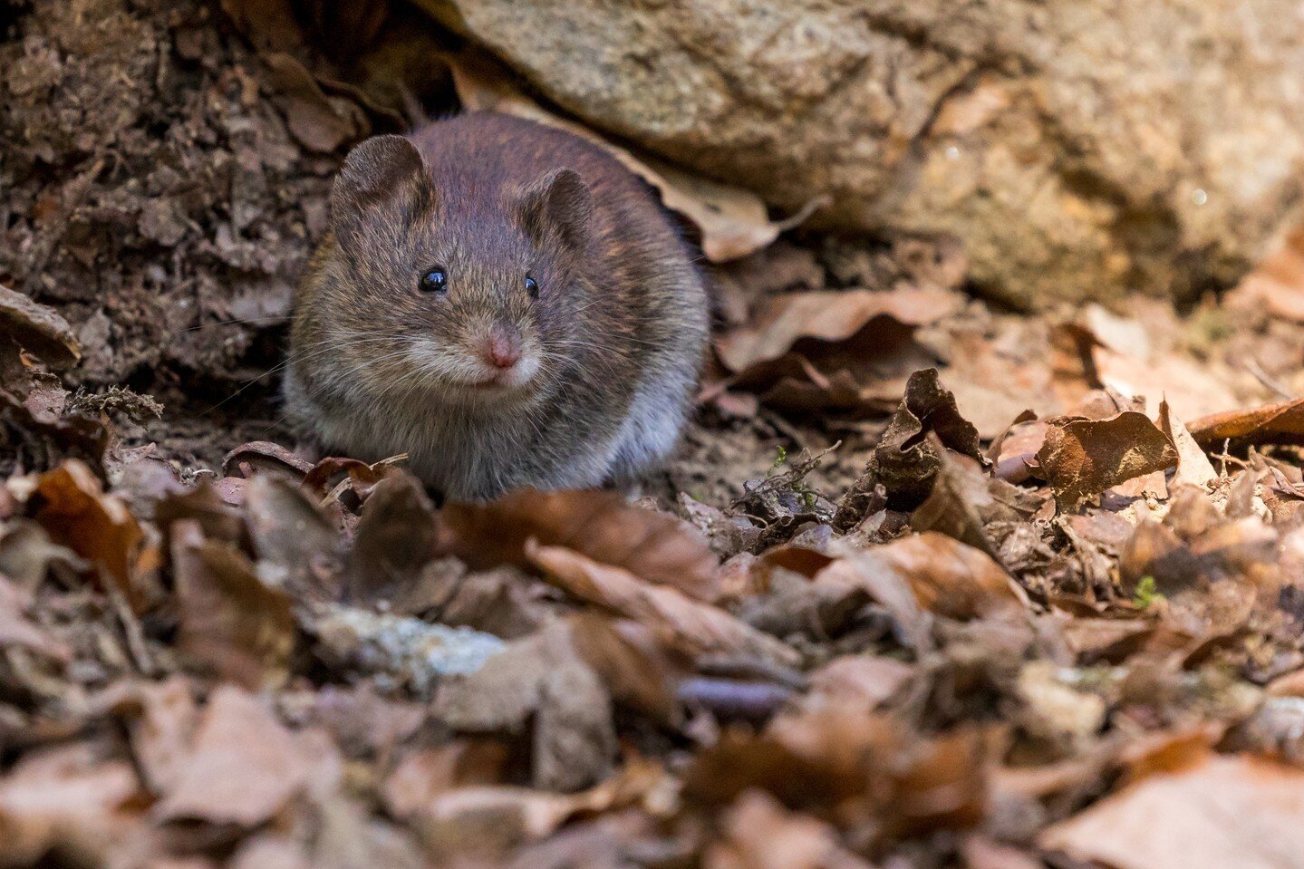 Mice may be cute, but they are not when they are in your home! Mice carry disease and contaminate food storage areas. As the cold weather moves in they are looking for a warm home, don't let it be yours!