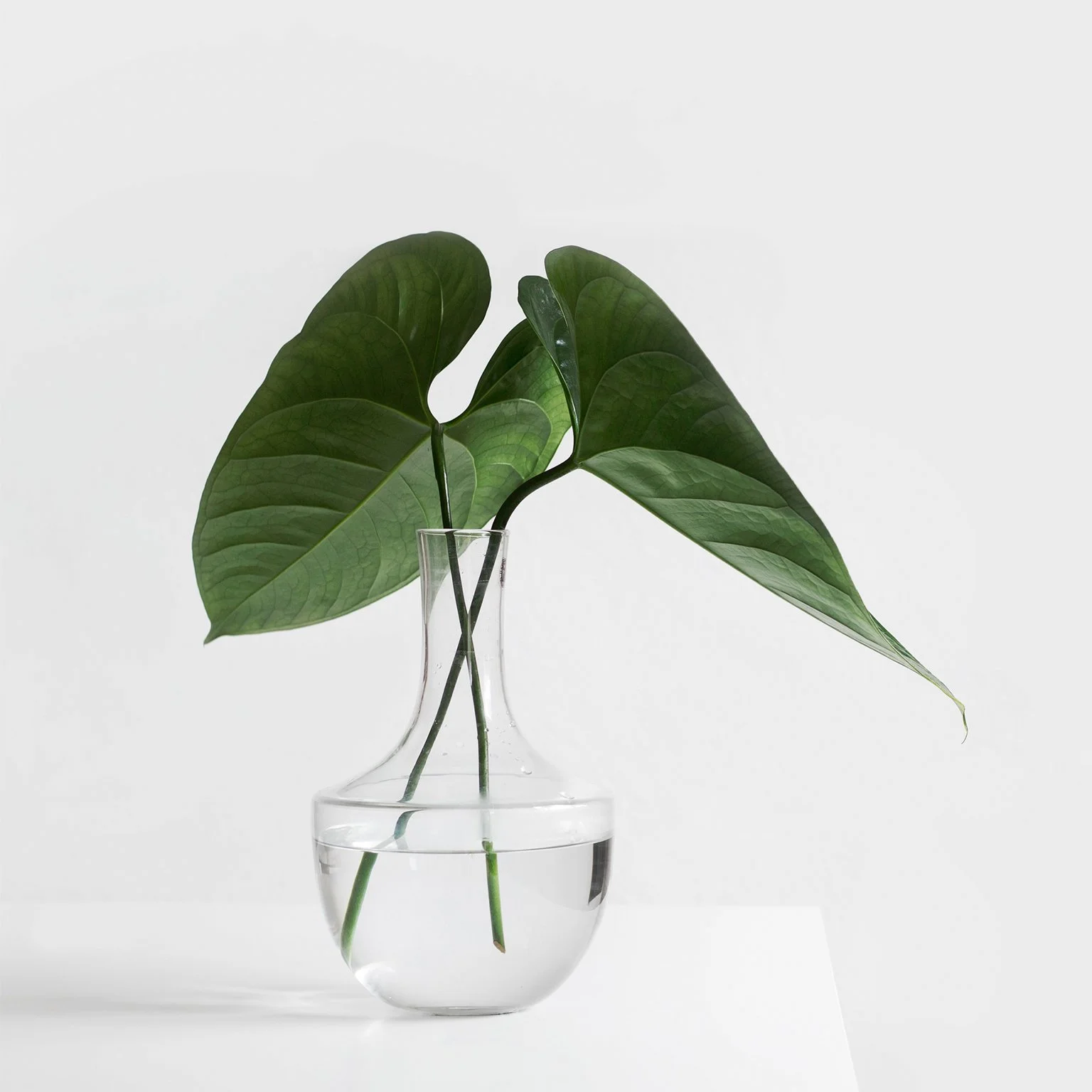 The Health in Your Body