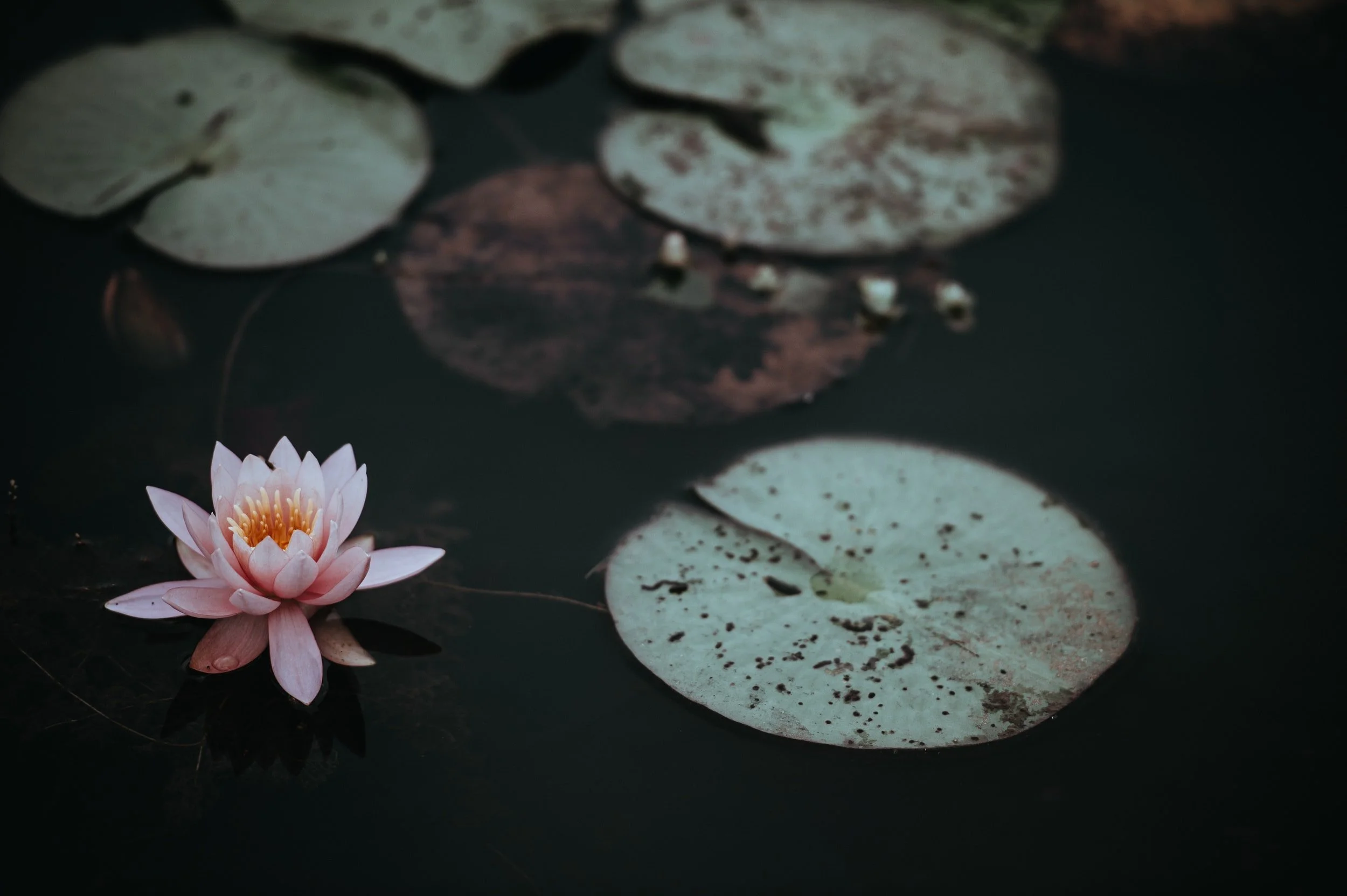 The War and Peace in Ourselves