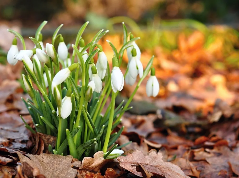 The Alanbrookes Group February Newsletter Issue 1 2026