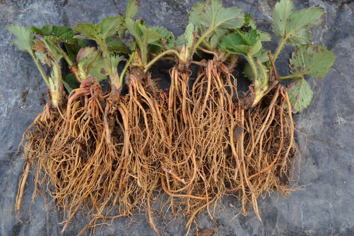Bare Roots pic.jpg
