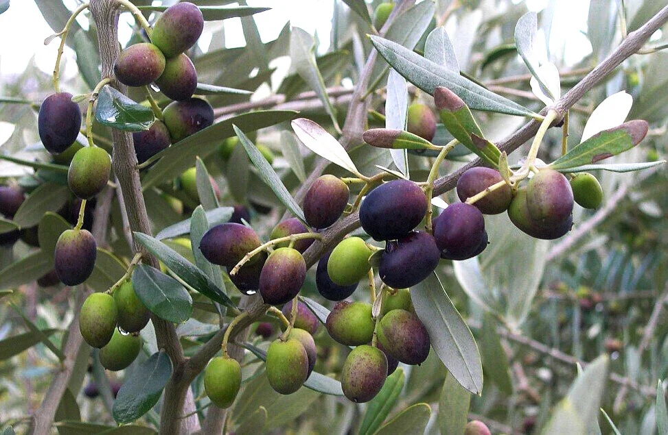 Chemlali+Olive+Tree.jpg