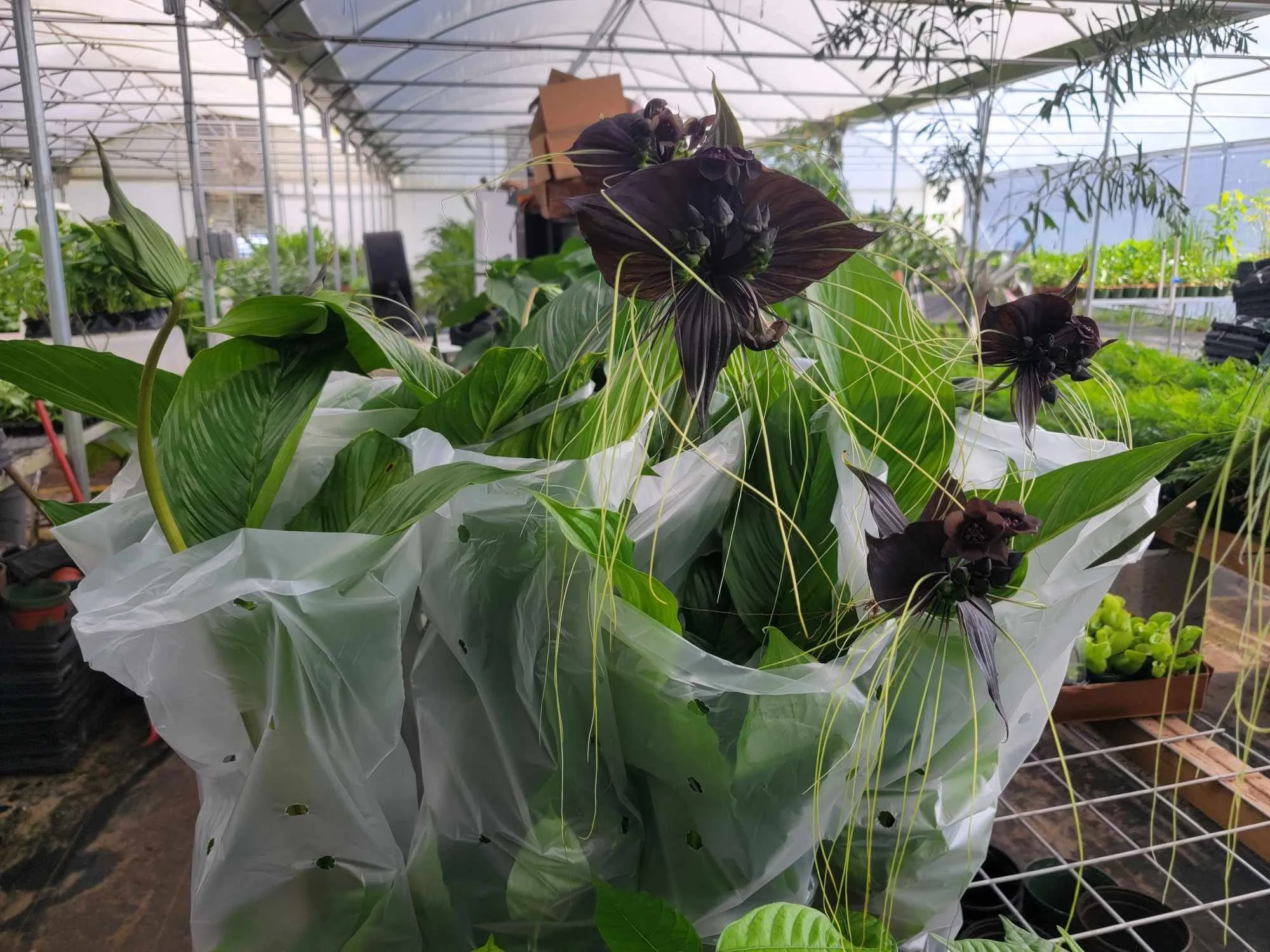1 Gallon Black Bat / Tacca chantrieri nearly blooming!! Shipping Included!   Green Daze Exotics