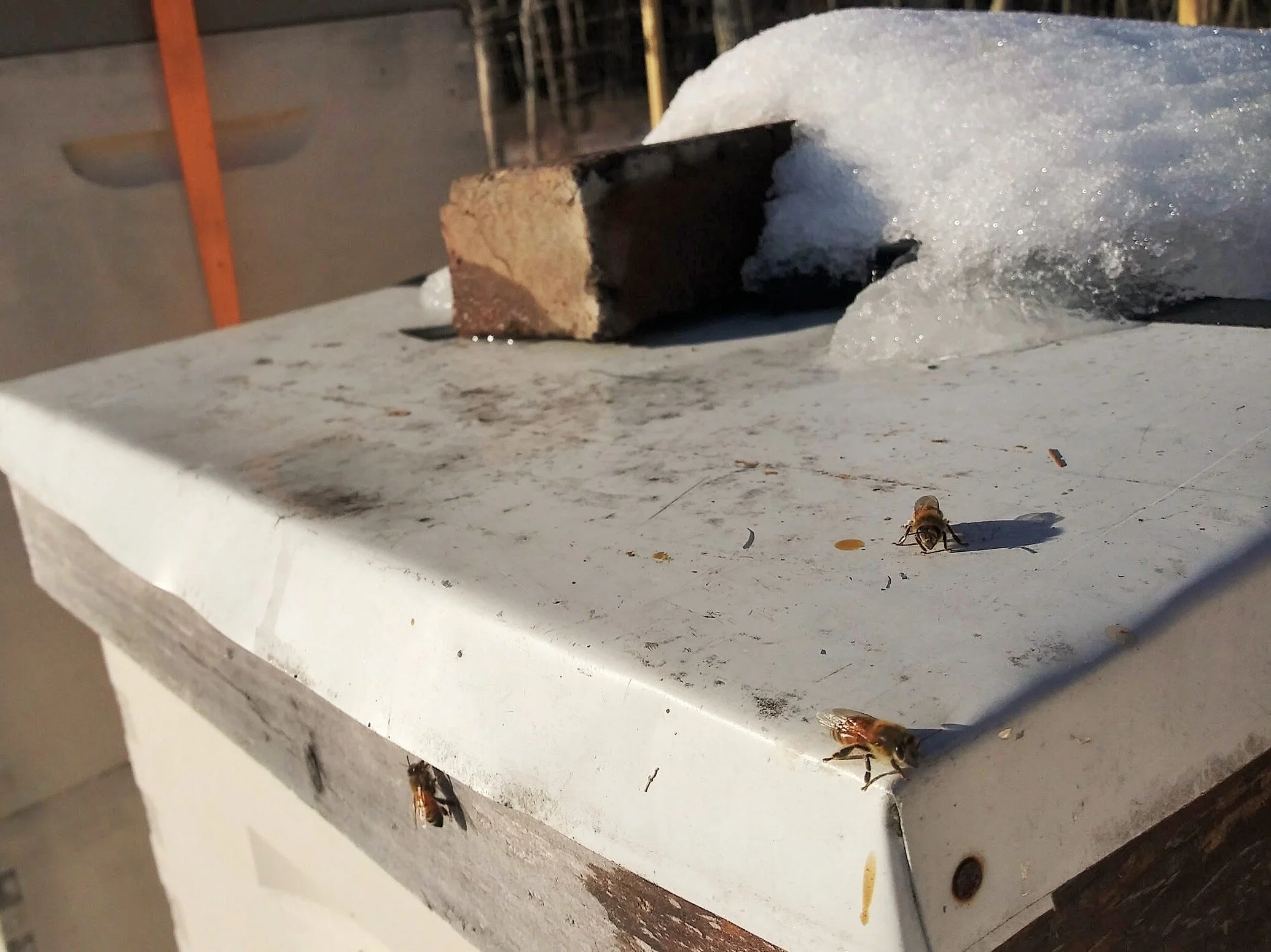 The Winter Honeybee — Honeysucklenectary