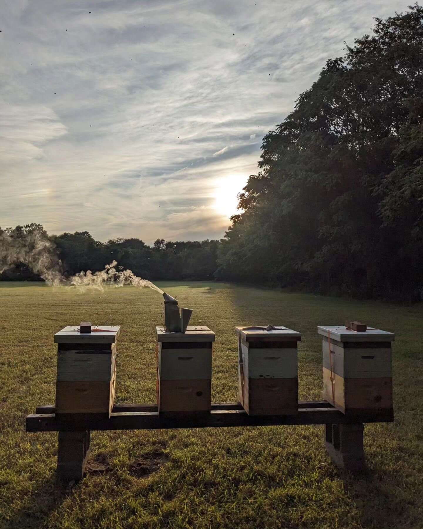 Today is an exciting day at the Nectary. We have been watching the days grow shorter as we creep closer to old man winter. Our bees are snuggled up with plenty of food to help them stay warm for the coming months as they will be put to the test. Most
