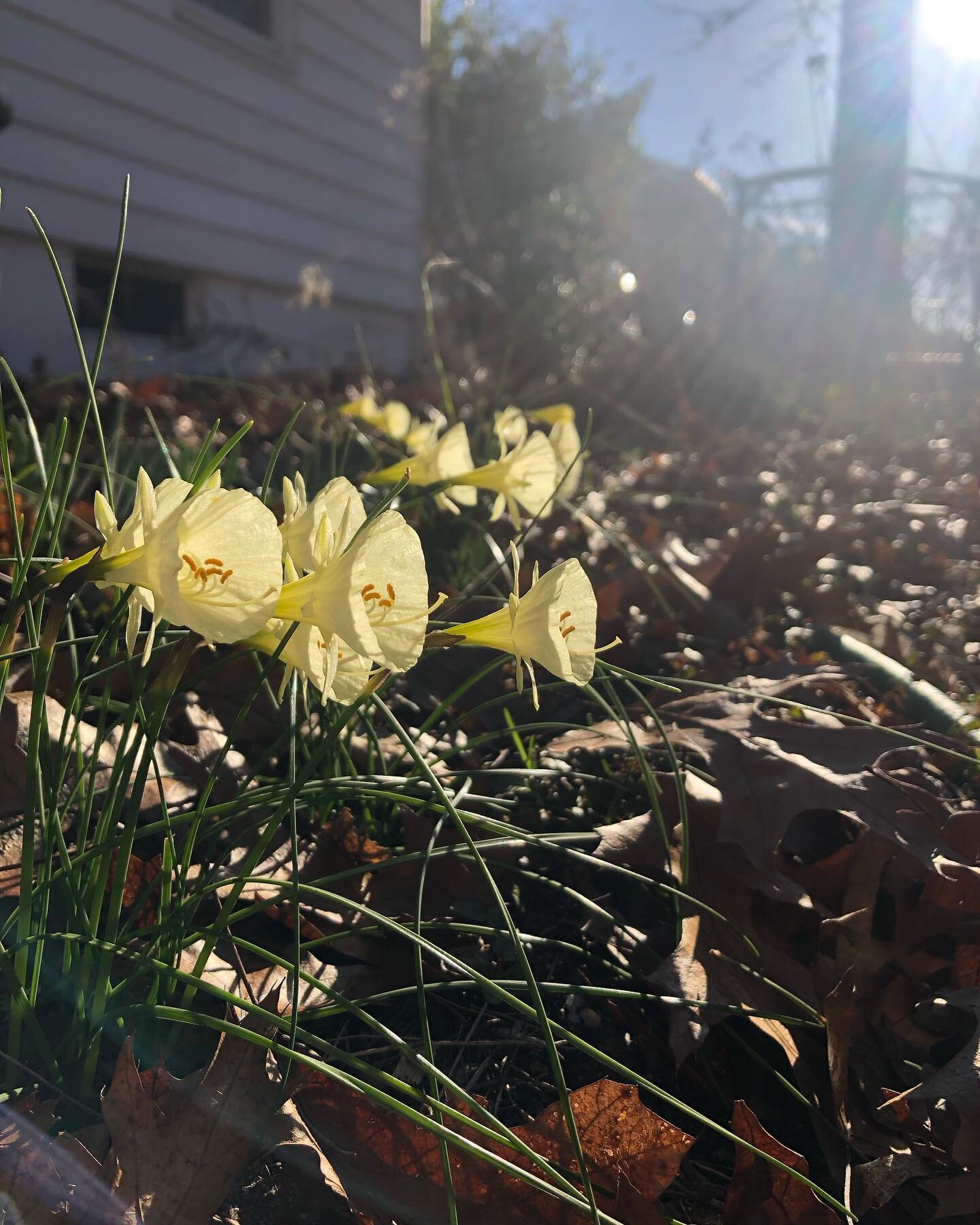 Welcoming the return of my little early spring friends. 
#daffodil #crocus #floweringquince