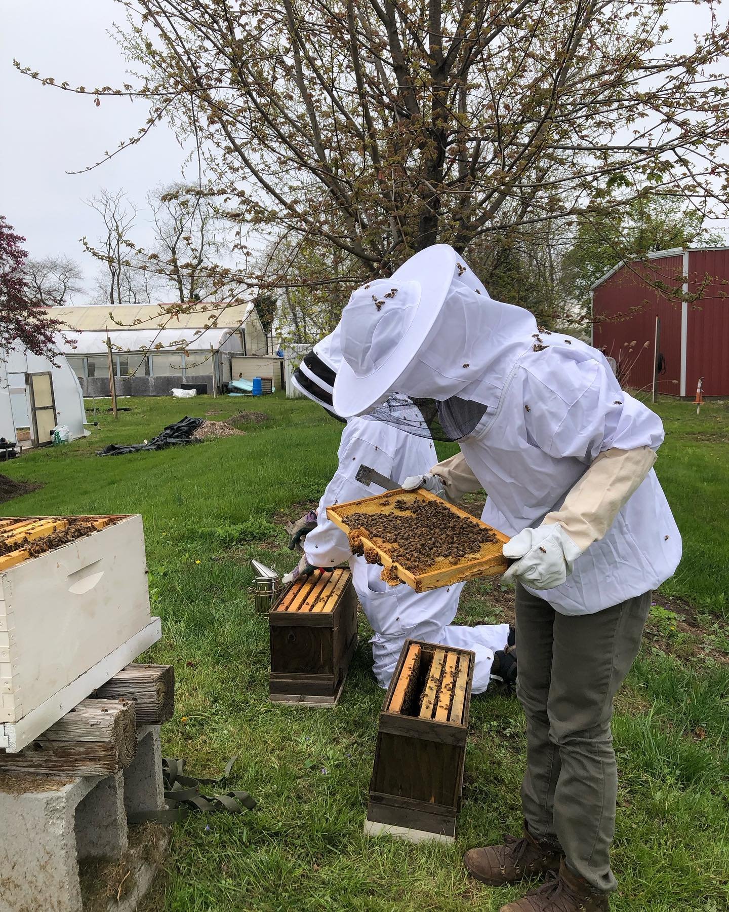 Day 1 of the beekeeping intensive was such a fun experience! Great group who were excited to learn. Looking forward to next month when we meet again and continue to work together.
So much thanks to @calgogardens and @inbloom_at_calgogardens for hosti