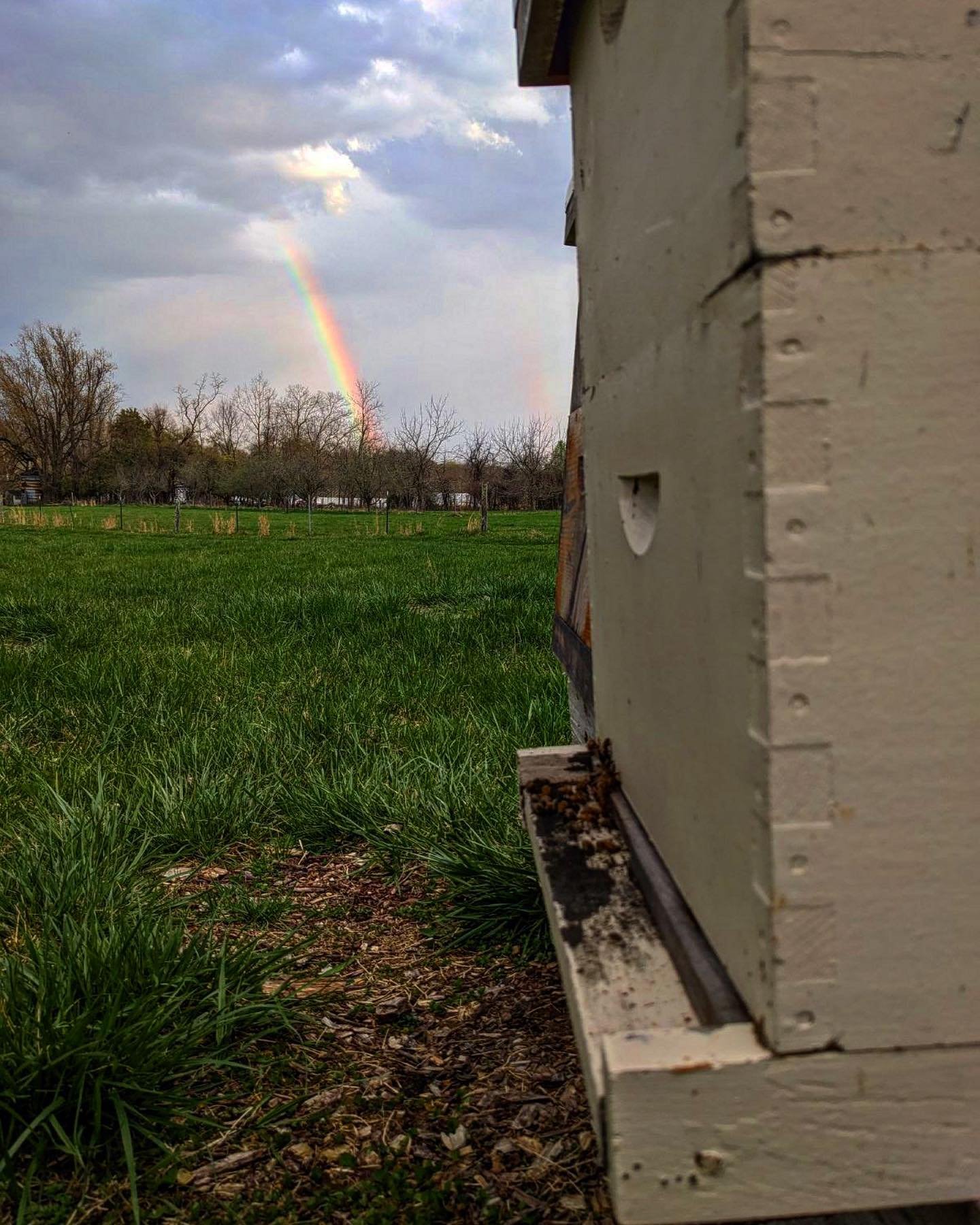 Happy Earth Day! We found the pot of gold at the end of the rainbow 🌈🍯 #beekeepersgold #rainbow #earthday2024