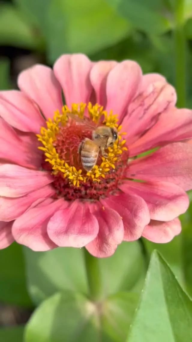 Thankful for the medicine but it sure did hurt! #beesting #flowerfarmlife #njbeekeeping