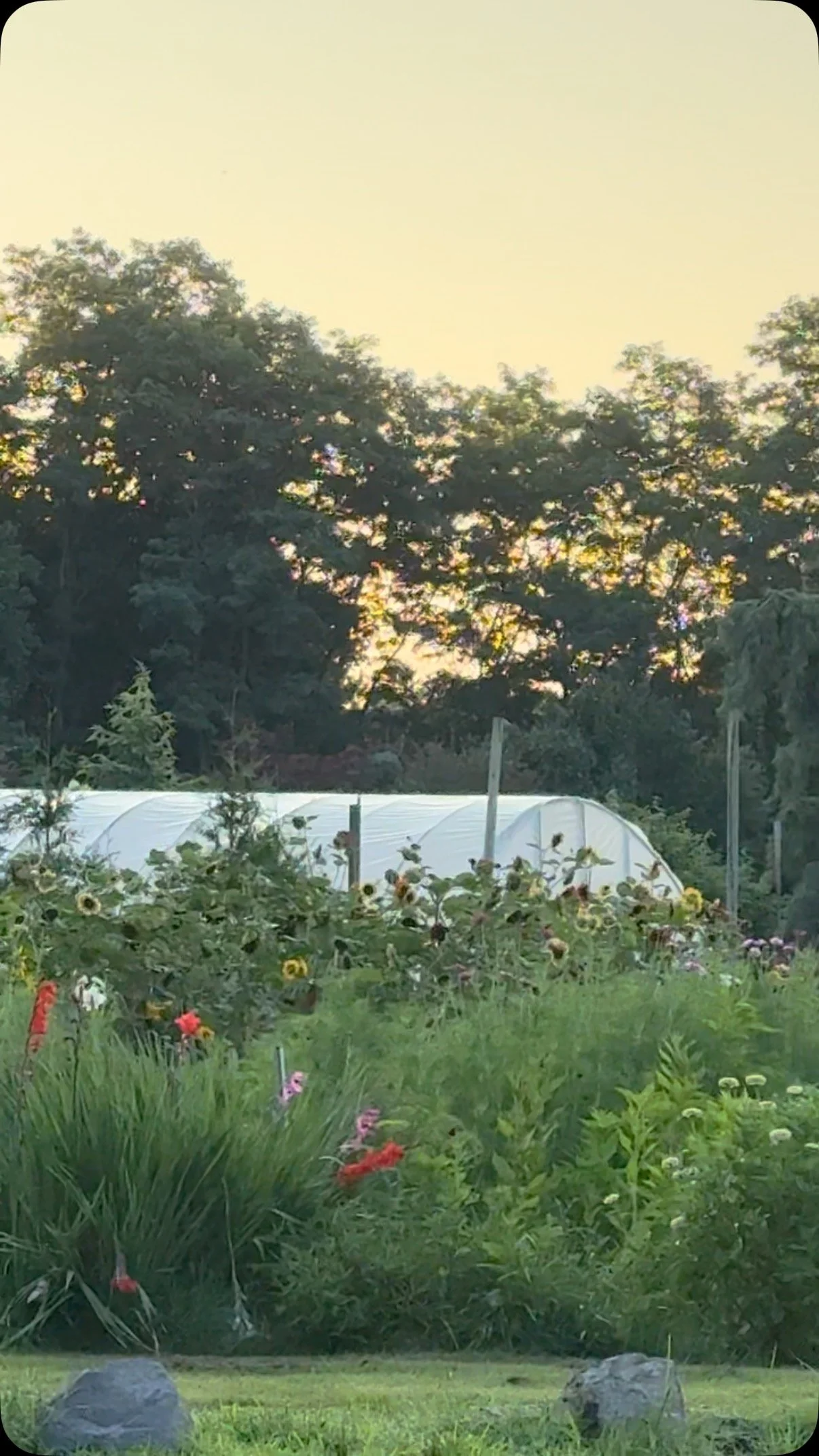 Another beautiful sunrise in the garden! This was Beau’s first official harvest morning and he did great! Normally he chills with Papa while I hustle, but Tim was up before the sun harvesting honey before work, so I got to have a sidekick! 
My