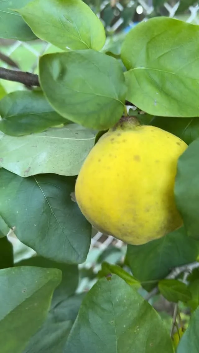 Yellow and smelling floral but still fuzzy…not sure if they’re ready. Anybody have experience with quince?